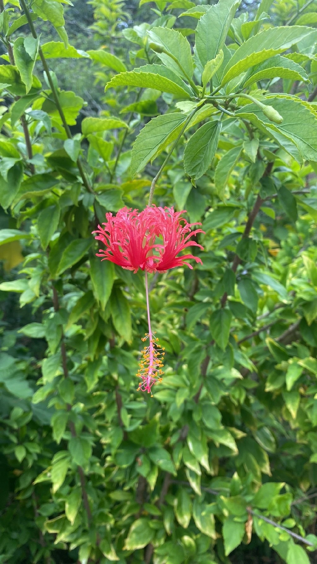 風鈴仏桑華（フウリンブッソウゲ）の花言葉と文化的な意味