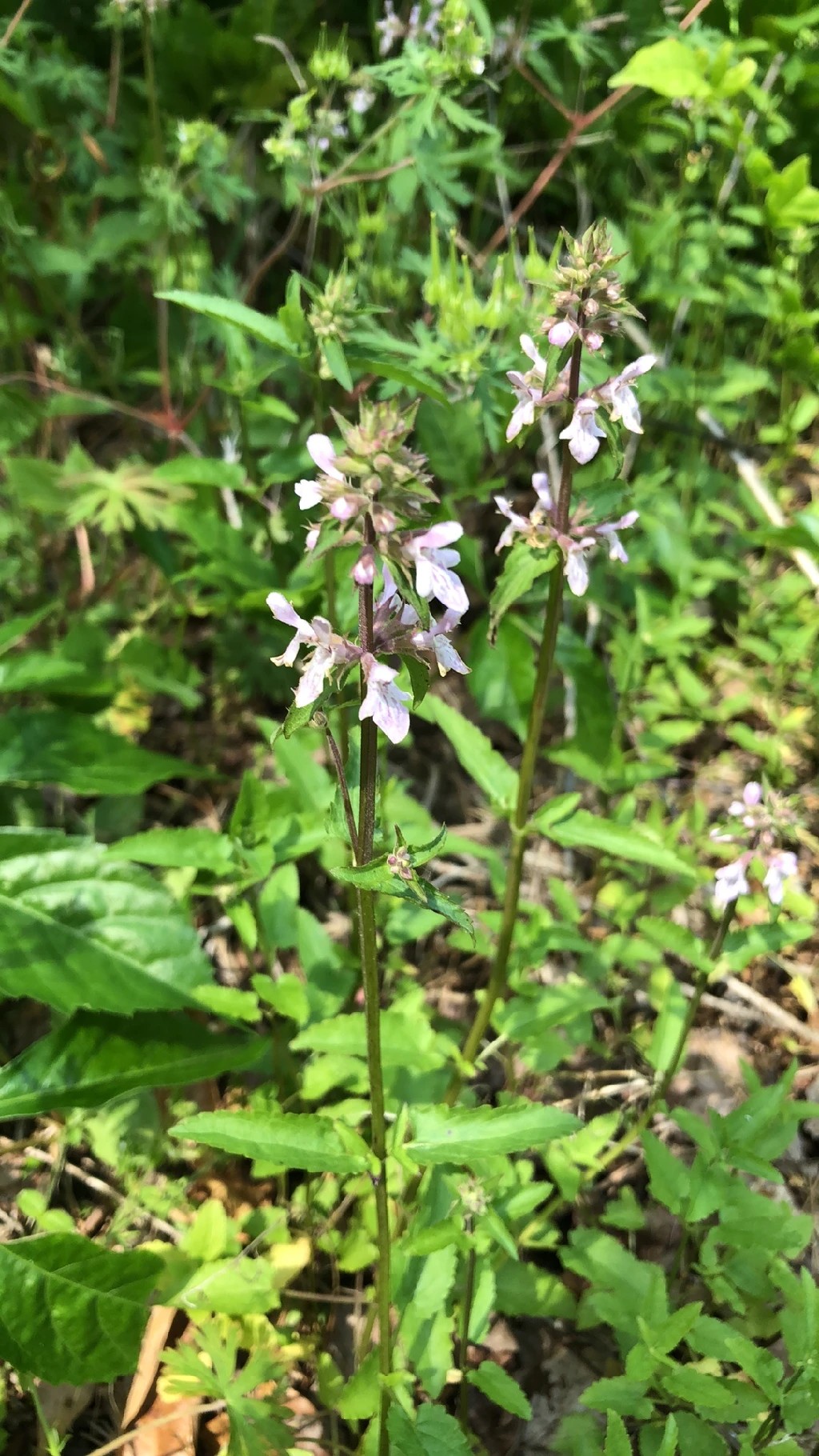 Florida hedgenettle (Stachys floridana) Flower, Leaf, Care, Uses ...