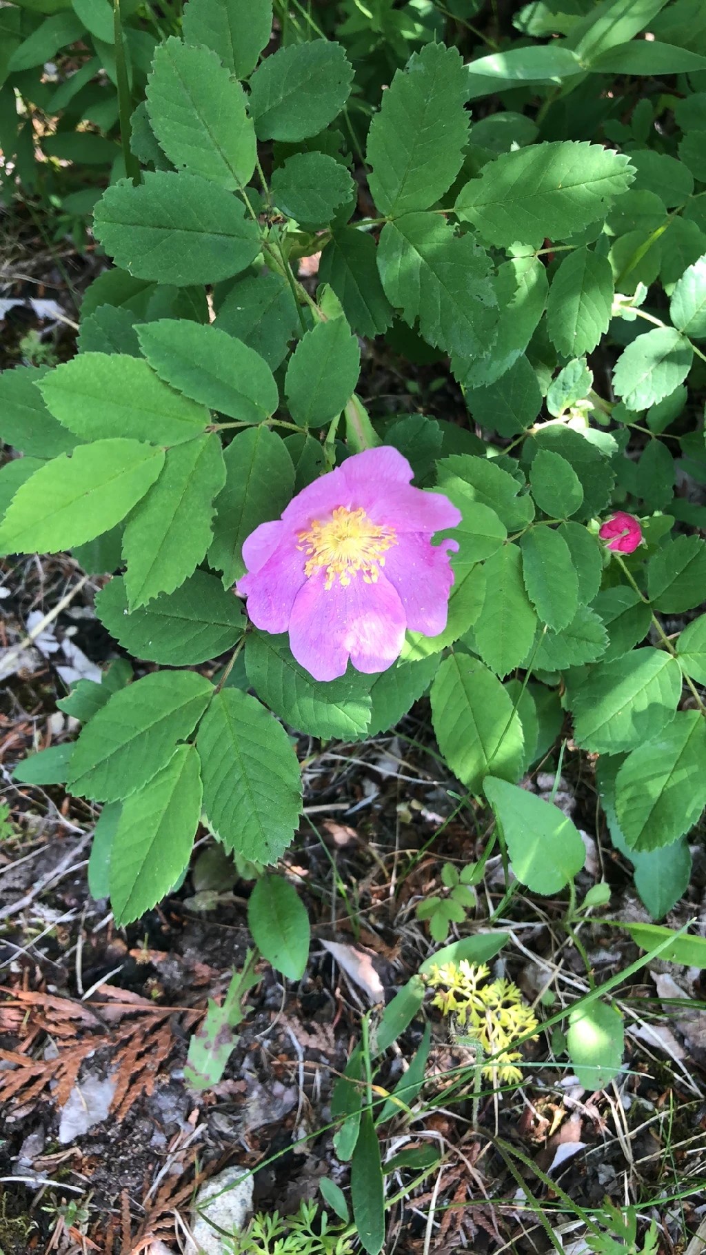 オオタカネバラ（大高嶺薔薇）：その美と意味に迫る