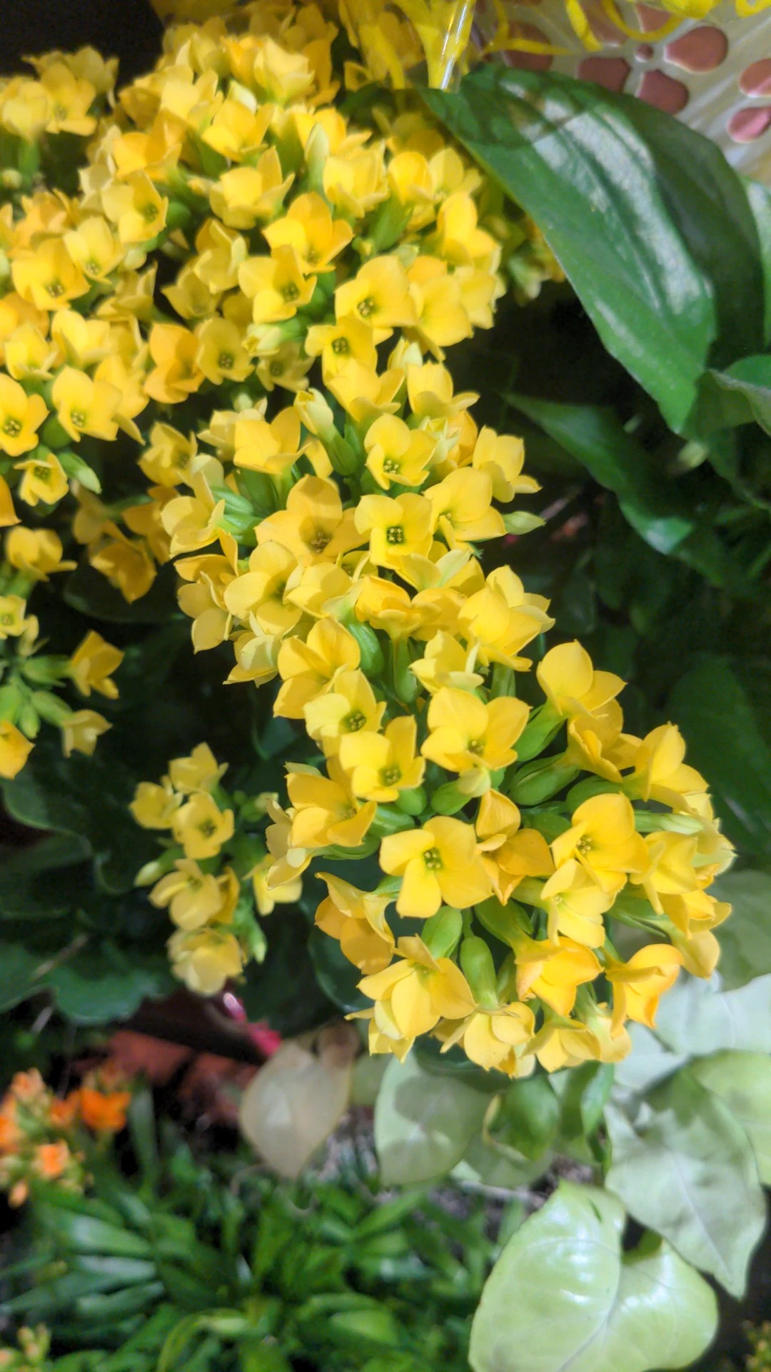 カランコエの花言葉とその魅力を徹底解説！歴史や文化も紹介