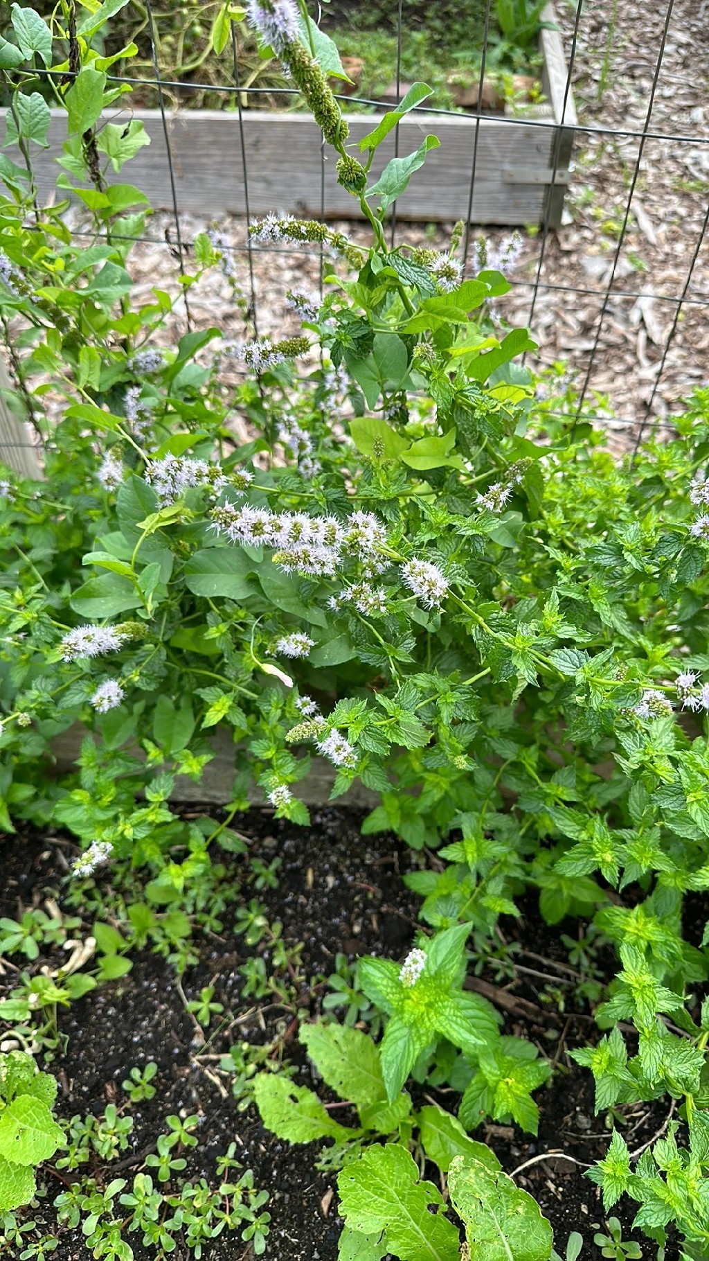 スペアミントと その お花 とちょっと デカ スペアミント スペアミントと その お花 とちょっと デカ スペアミント