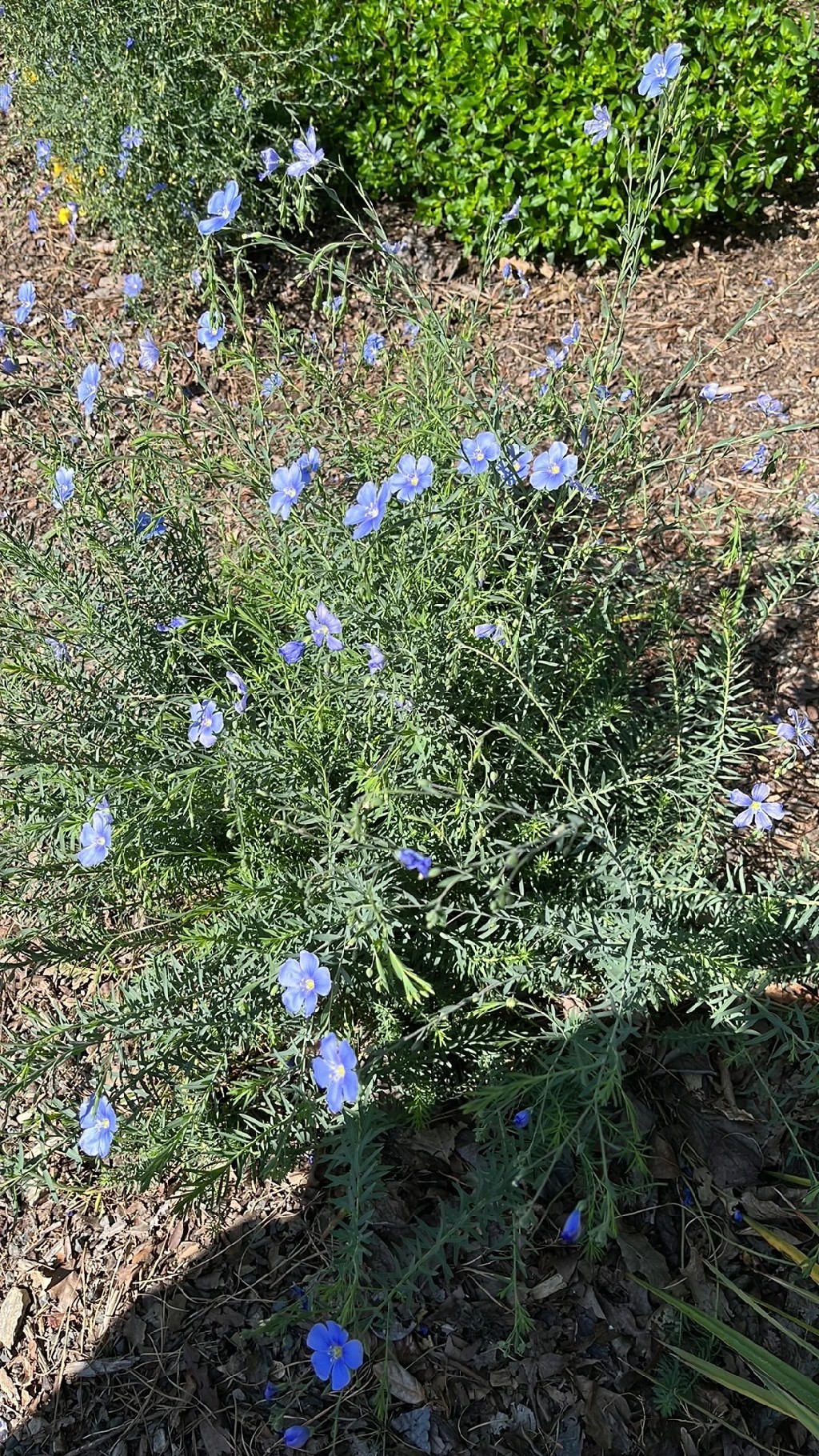 シュッコンアマ（宿根亜麻）の花言葉と文化的意義を探る
