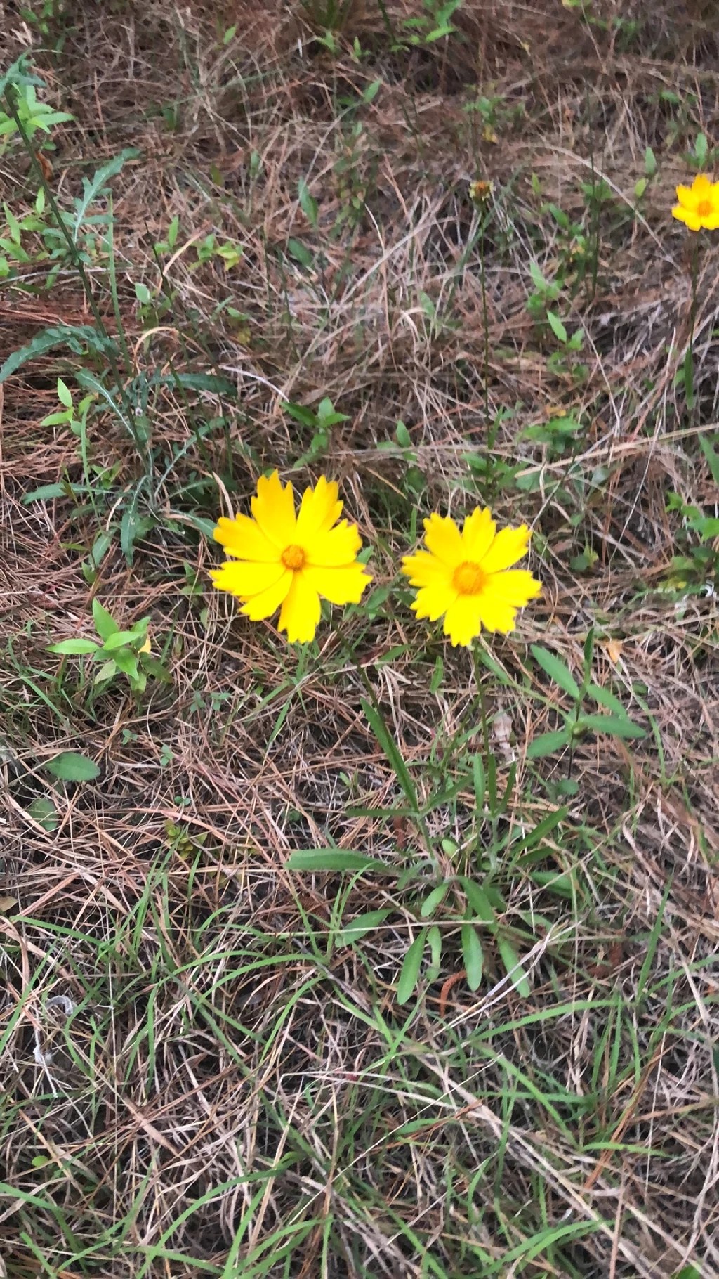 オオキンケイギク 花 言葉