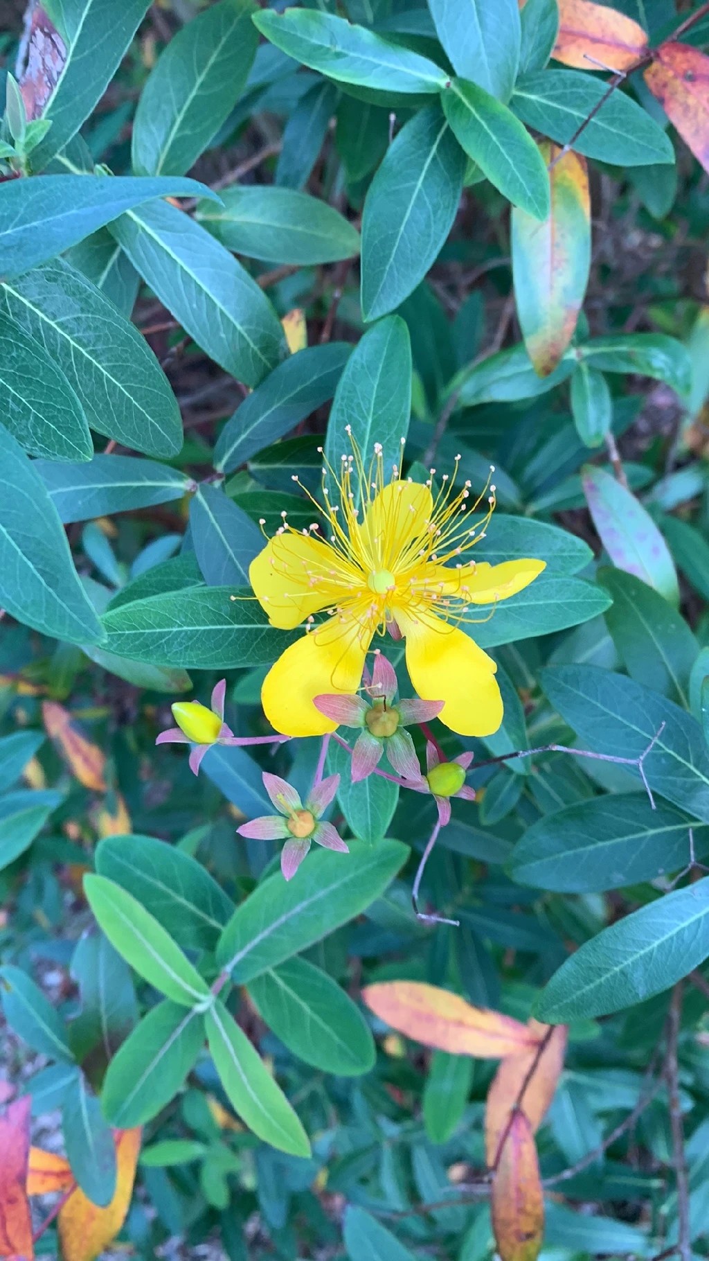 ビヨウヤナギ(未央柳)の魅力:その花言葉と歴史的背景を探る ビヨウヤナギ(未央柳)の魅力:その花言葉と歴史的背景を探る