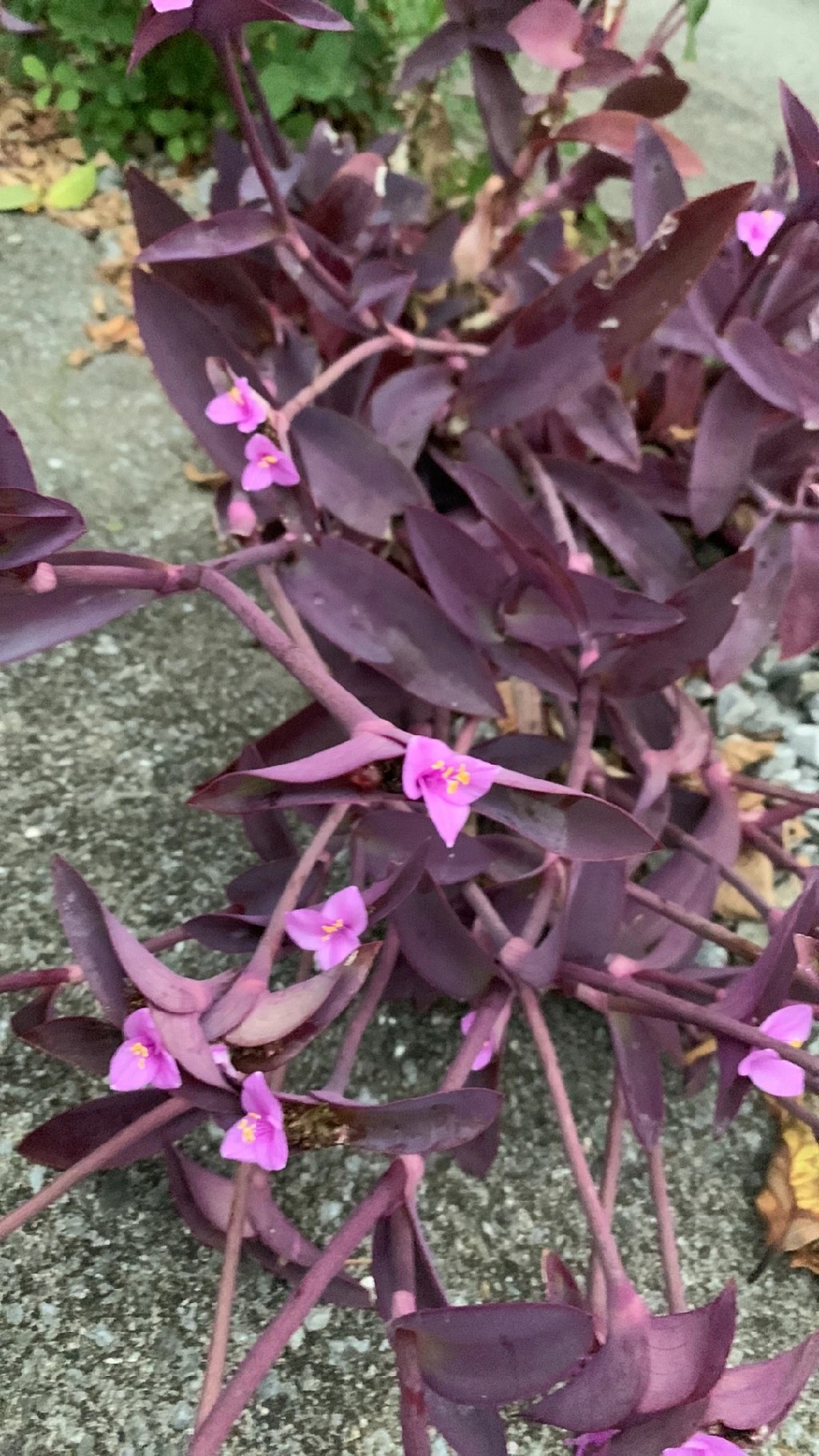 Die Bedeutung und Symbolik der Mexikanischen Dreimasterblume