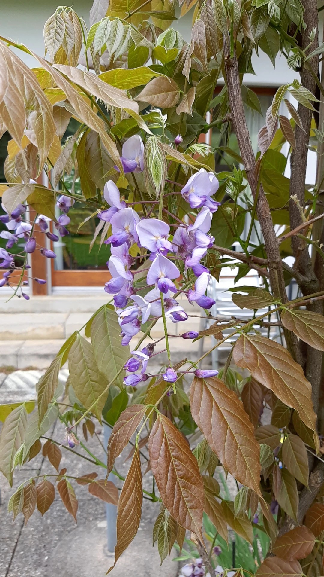 Die Bedeutung und Sprache der Blume Chinesischer Blauregen: Symbolik und  Verwendung