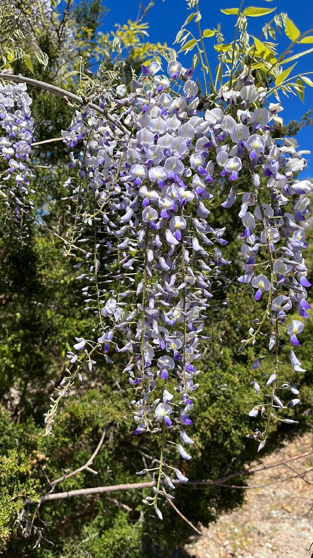 robuste zimmerpflanze Elefantenfuß – Robuste Zimmerpflanze bestellen – MO BLUMEN main image 0