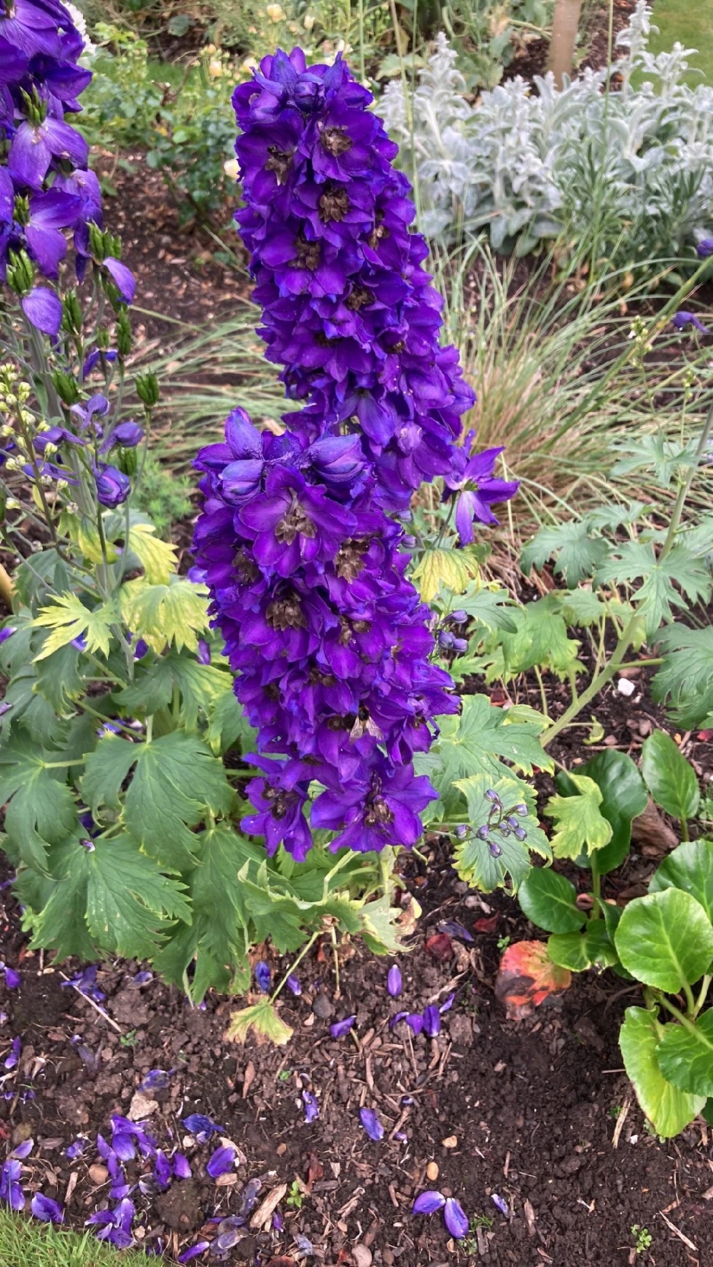 デルフィニウム・エラツムの魅力と花言葉の世界