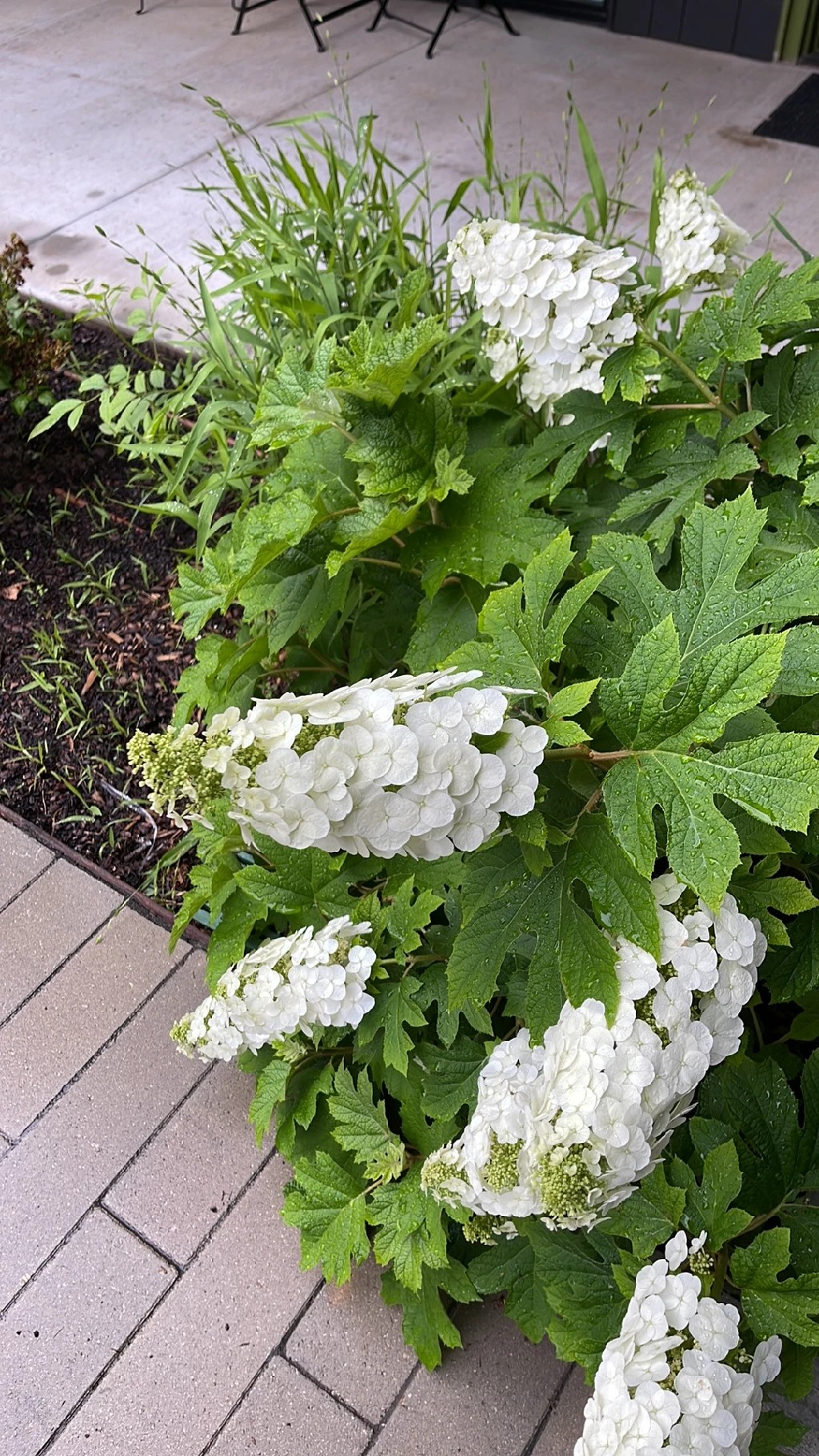 カシワバアジサイ（柏葉紫陽花）の魅力と花言葉について