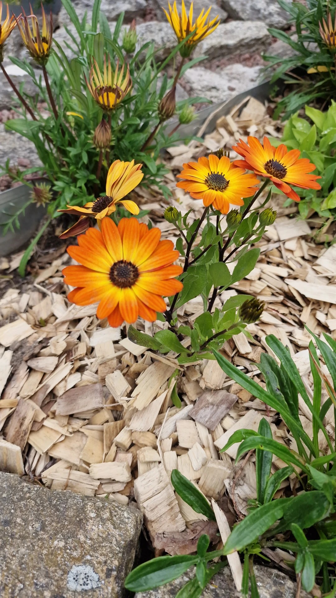 ケープマーガレットの魅力と花言葉：その歴史と文化的重要性