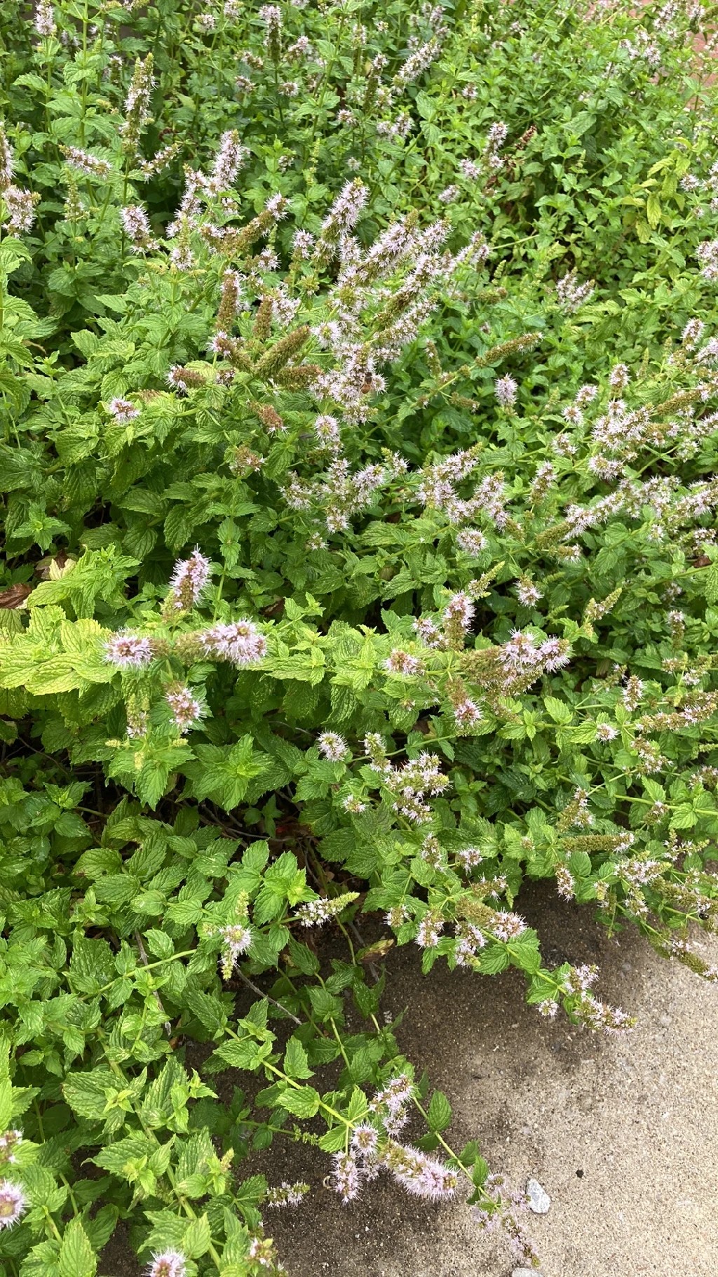 スペアミントの花言葉と文化的意義: 魅力に満ちたハーブを探る