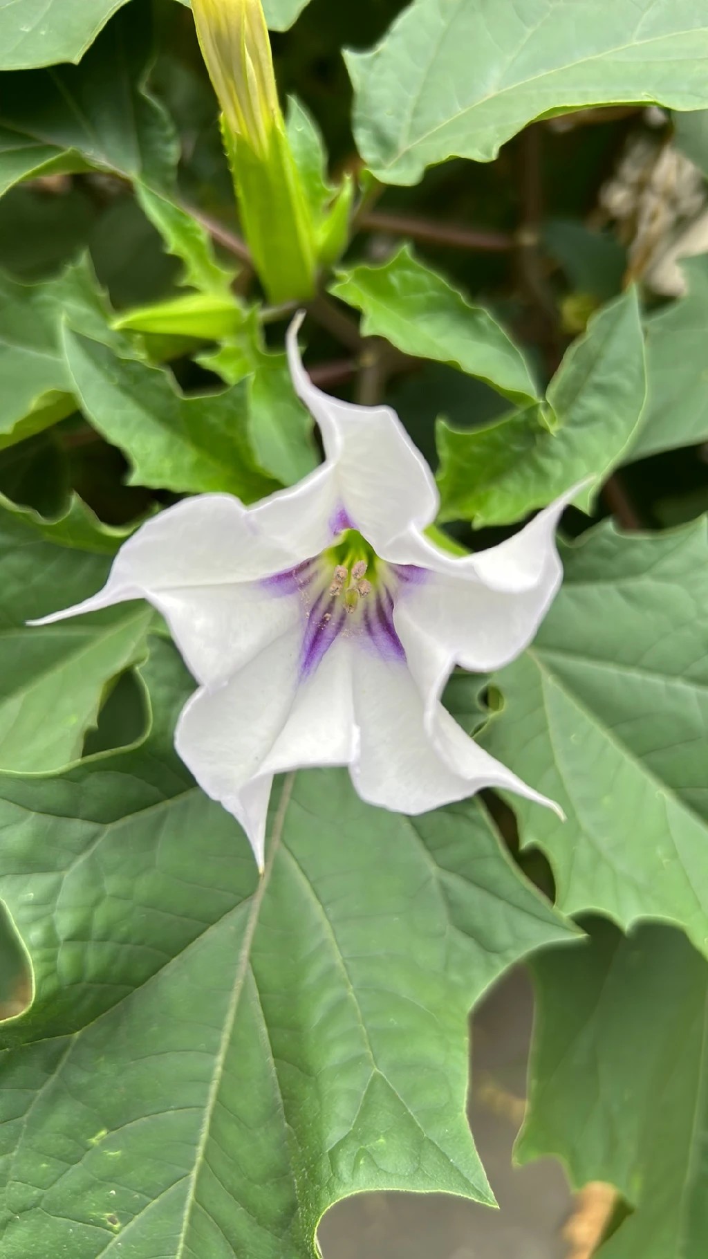 シロバナヨウシュチョウセンアサガオ（白花洋種朝鮮朝顔）の魅力と花