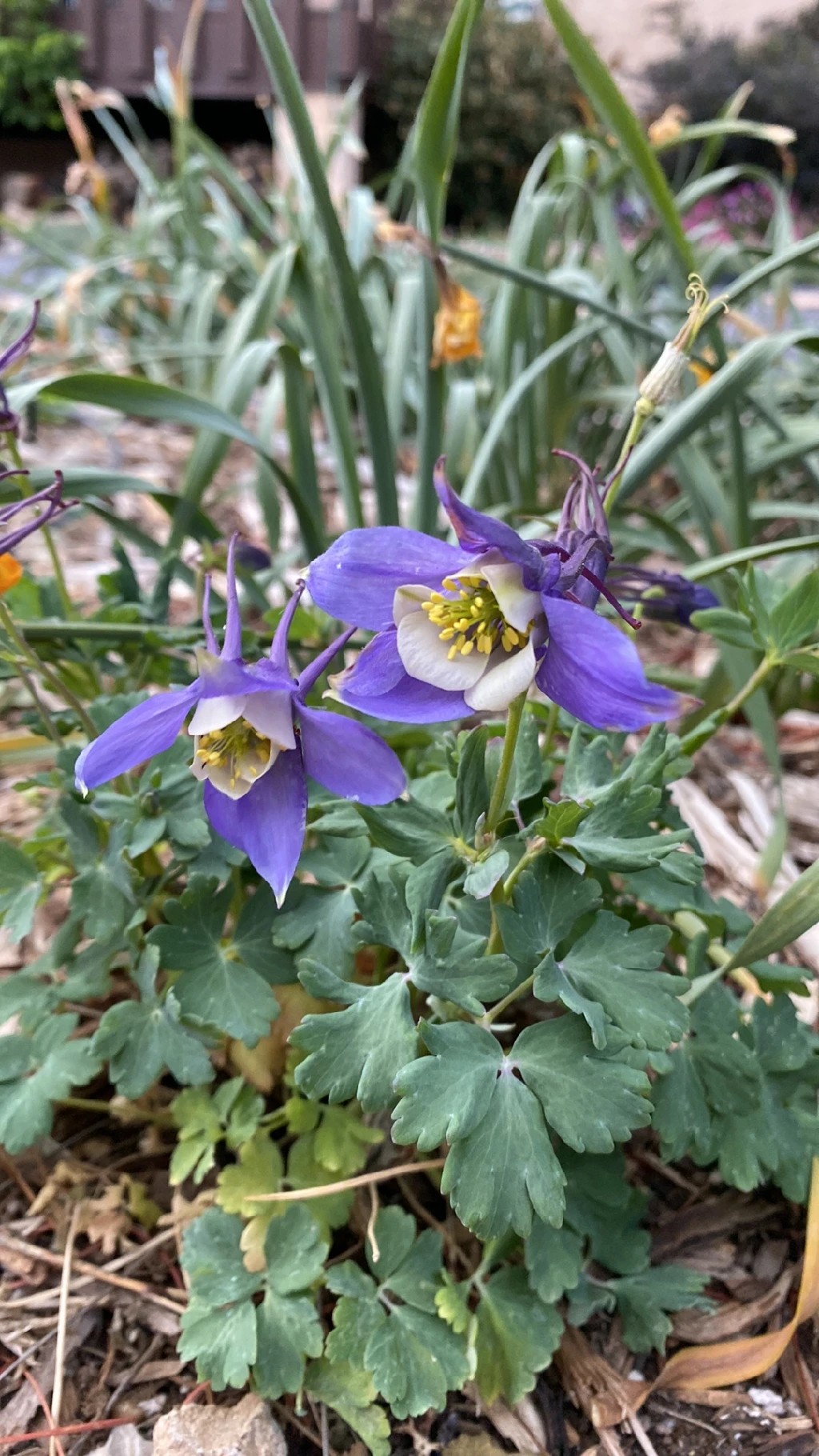 ソライロオダマキ（空色苧環）の花言葉と文化的な意味を探る
