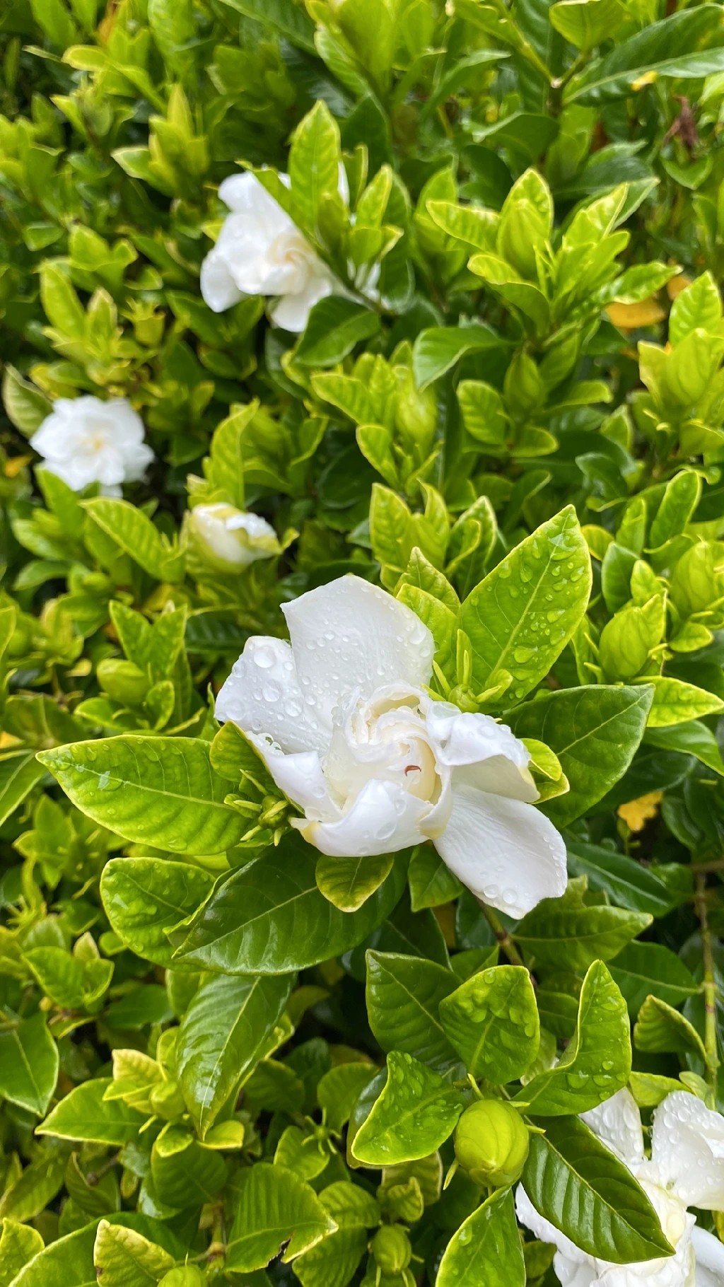 Exploring the Symbolism and Allure of Cape Jasmine Flowers