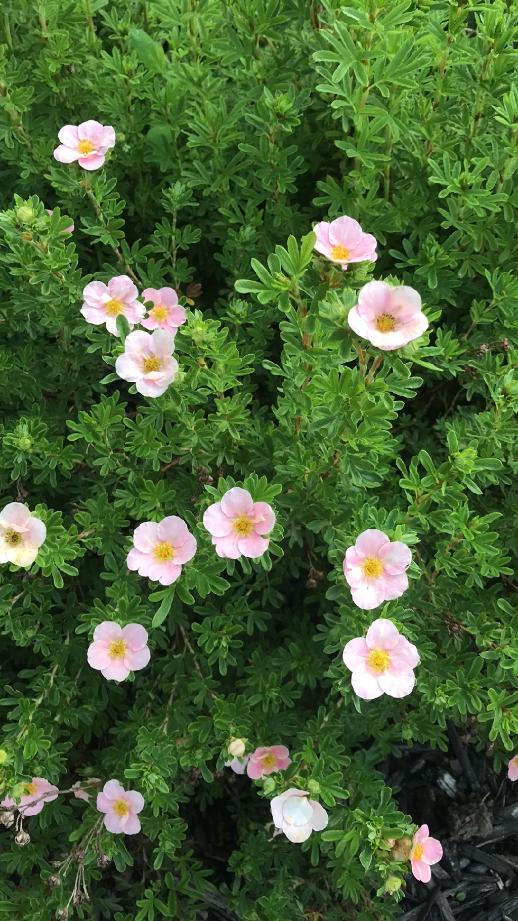 金露梅（キンロバイ）の花言葉とその象徴的な意味を探る