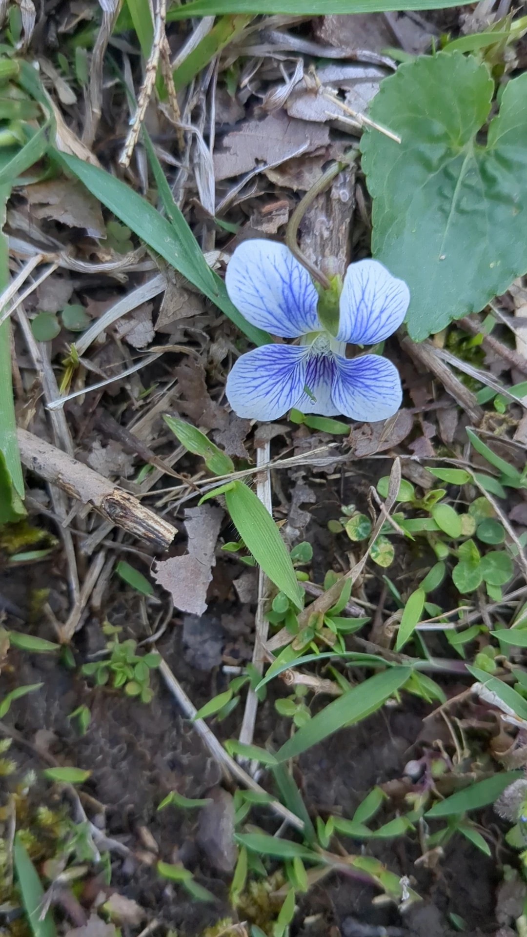 アメリカスミレサイシンの花言葉と文化的な意味を探る