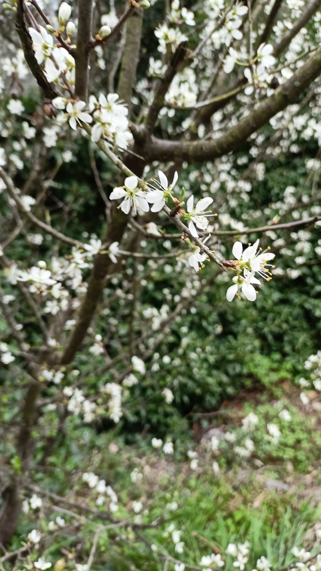Significado e Beleza do Abrunheiro: A Linguagem das Flores Revelada