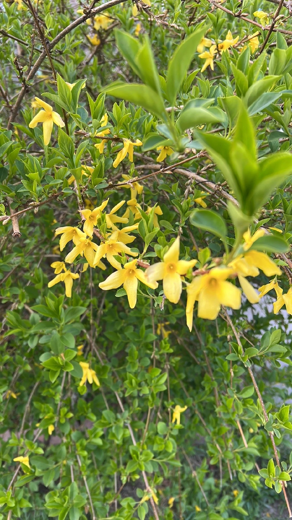 レンギョウ の 花