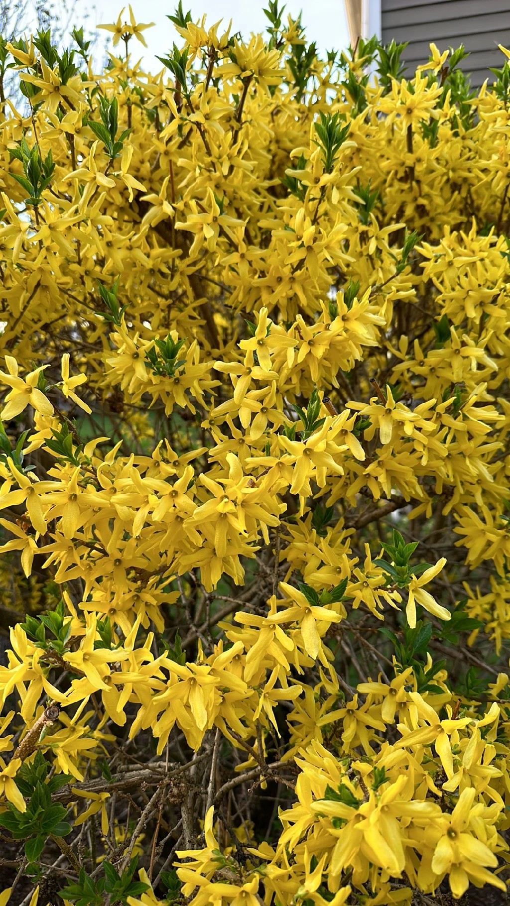 れんぎょ レンギョウ（連翹）の花言葉と歴史的・文化的意義について