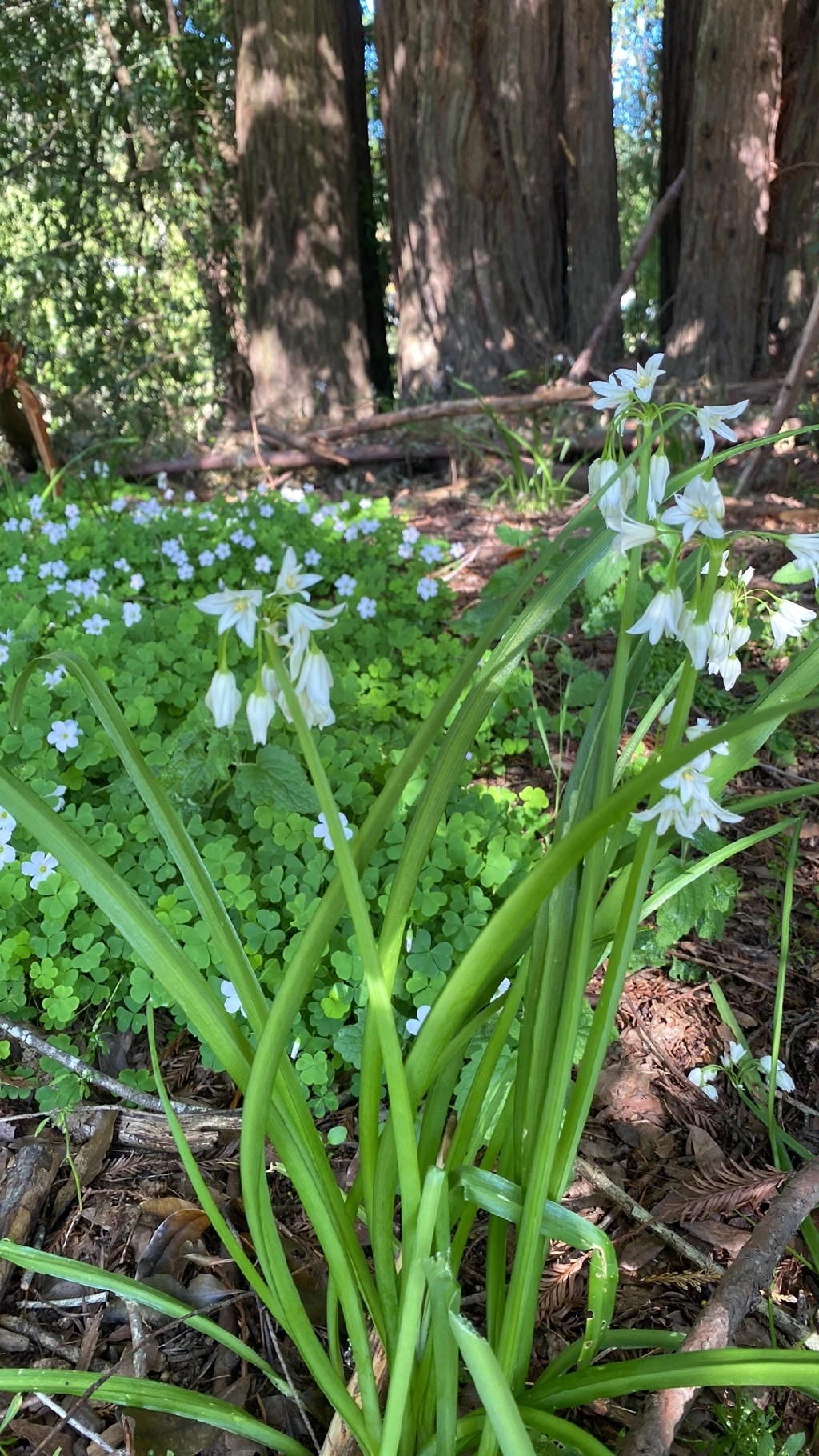 魅力あふれるミツカドネギ（三角葱）の花言葉と文化的な意味