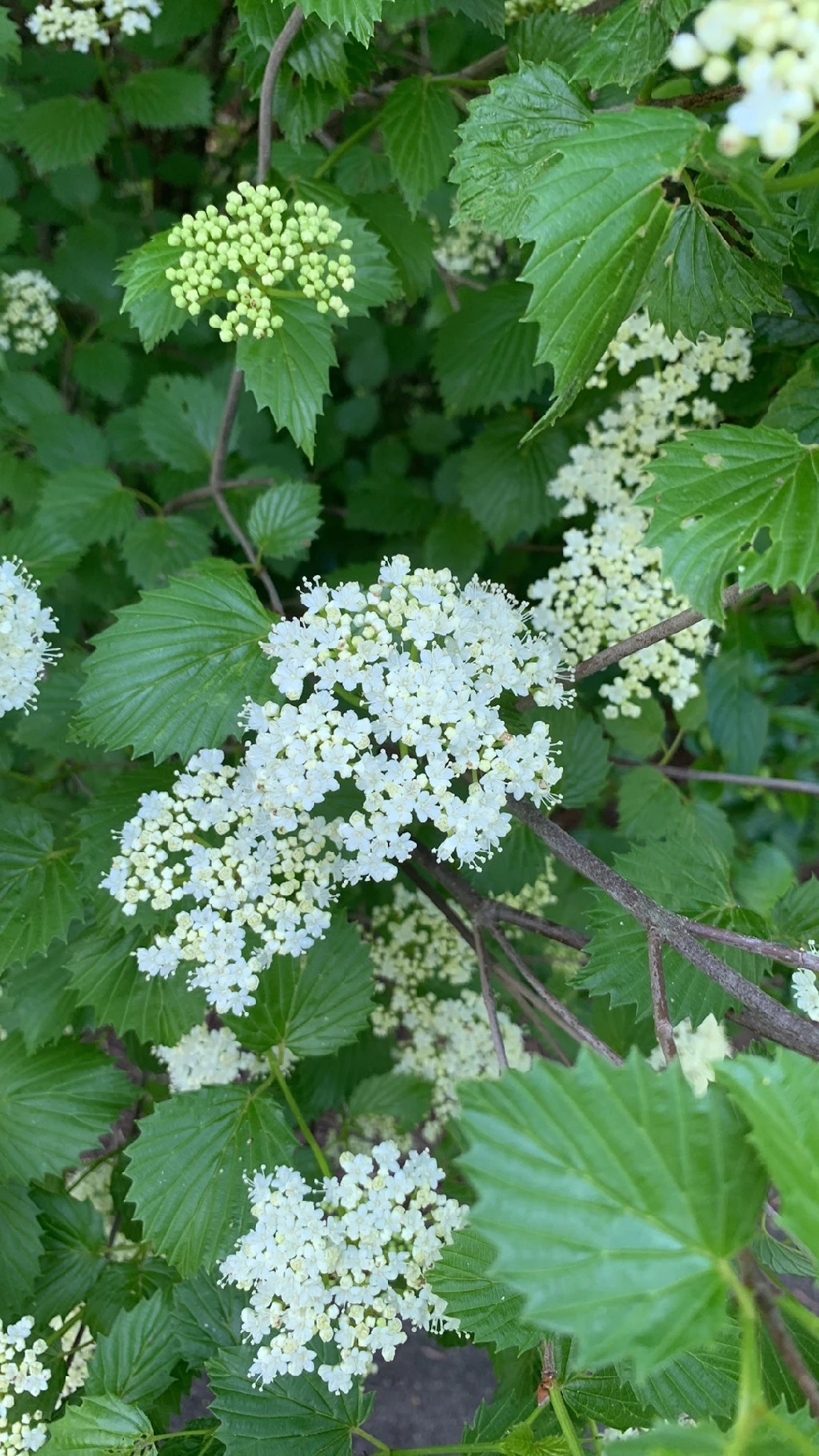 Explore the Language and Meaning of Arrowwood Viburnum Flowers