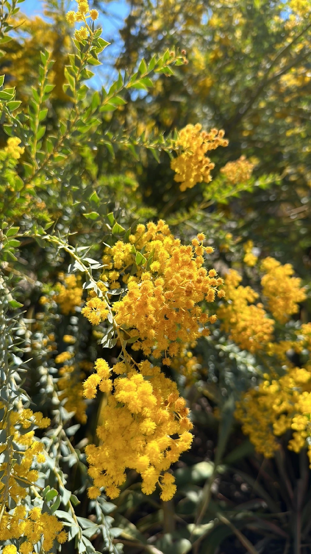 パールアカシア 本日発送限定 ミモザ パールアカシアの通販 by あい