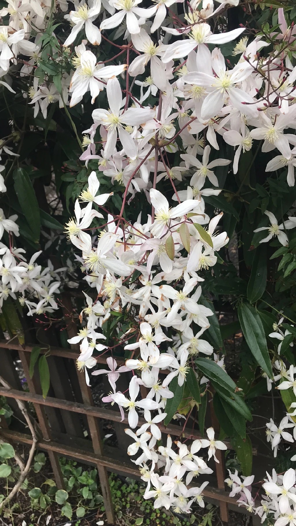 センニンソウ(仙人草)の花言葉と歴史的・文化的意義 センニンソウ(仙人草)の花言葉と歴史的・文化的意義