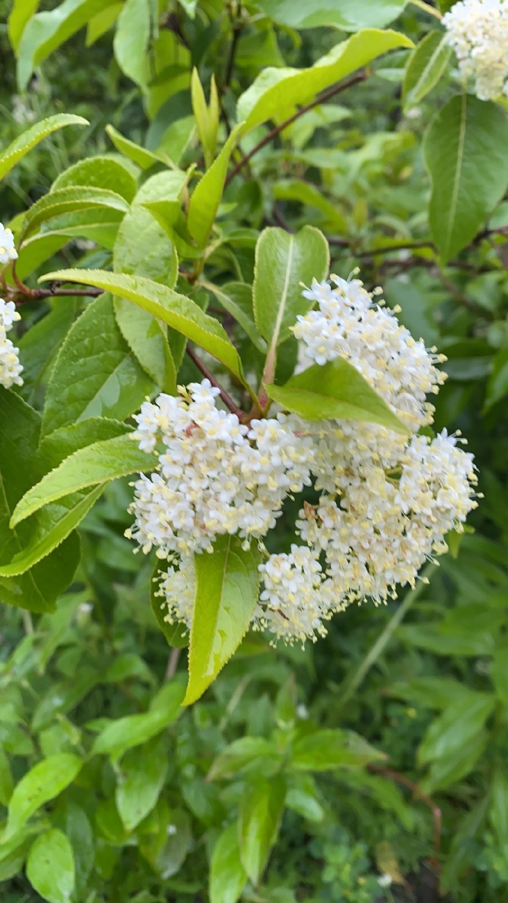 Dcouverte de la Bourdaine: Langage et Signification des Fleurs
