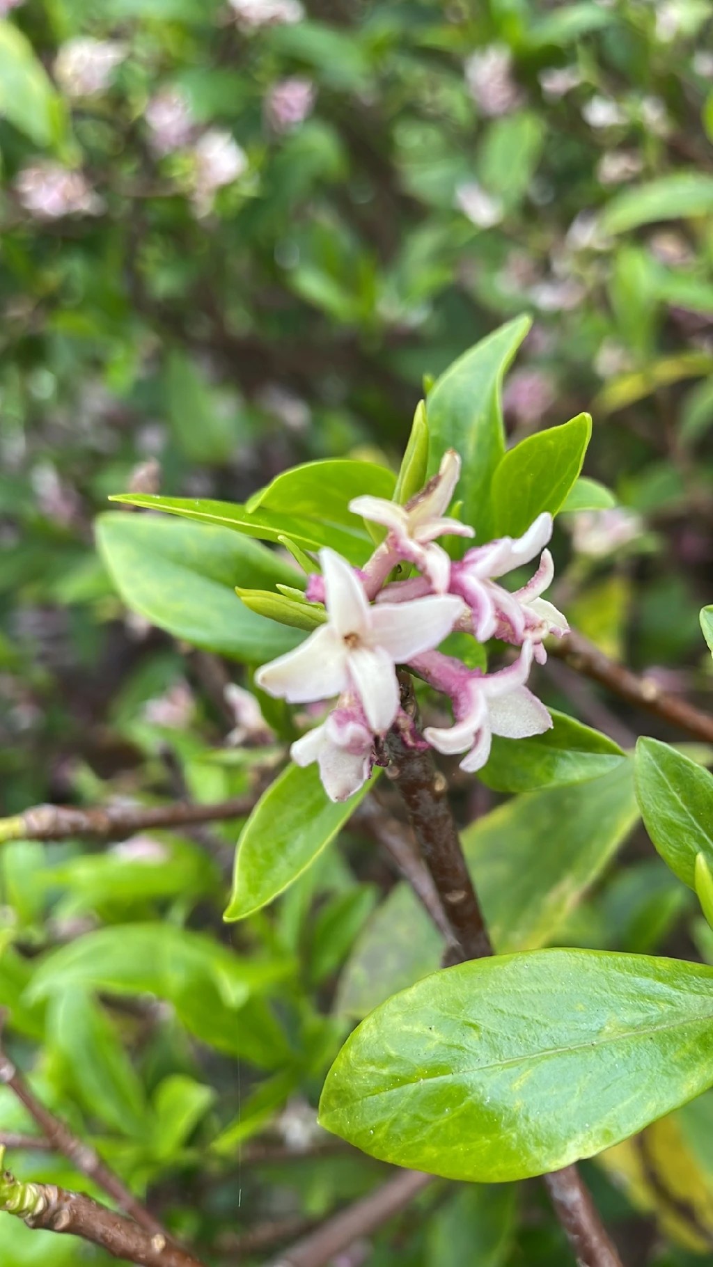 ジンチョウゲ（沈丁花）の魅力と象徴：歴史と文化の背景に迫る