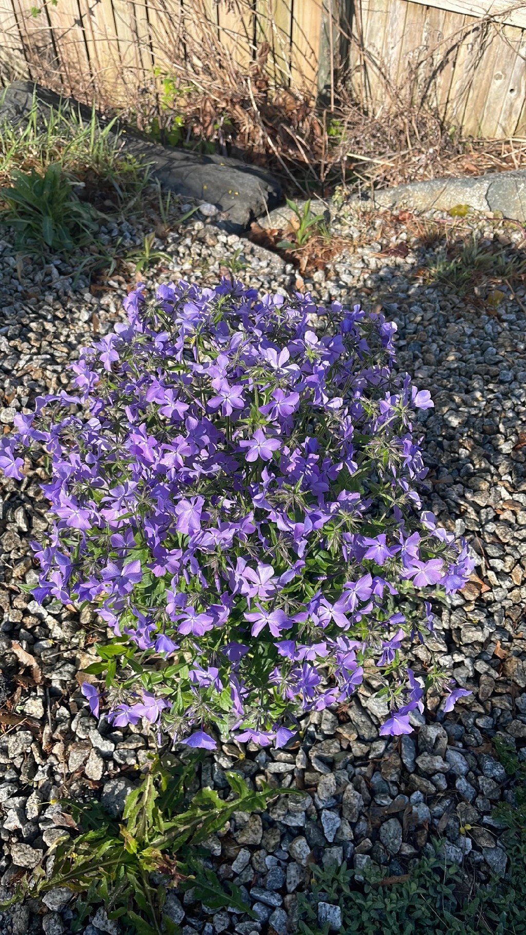 ツルハナシノブの魅力と花言葉：心を温める花の秘密