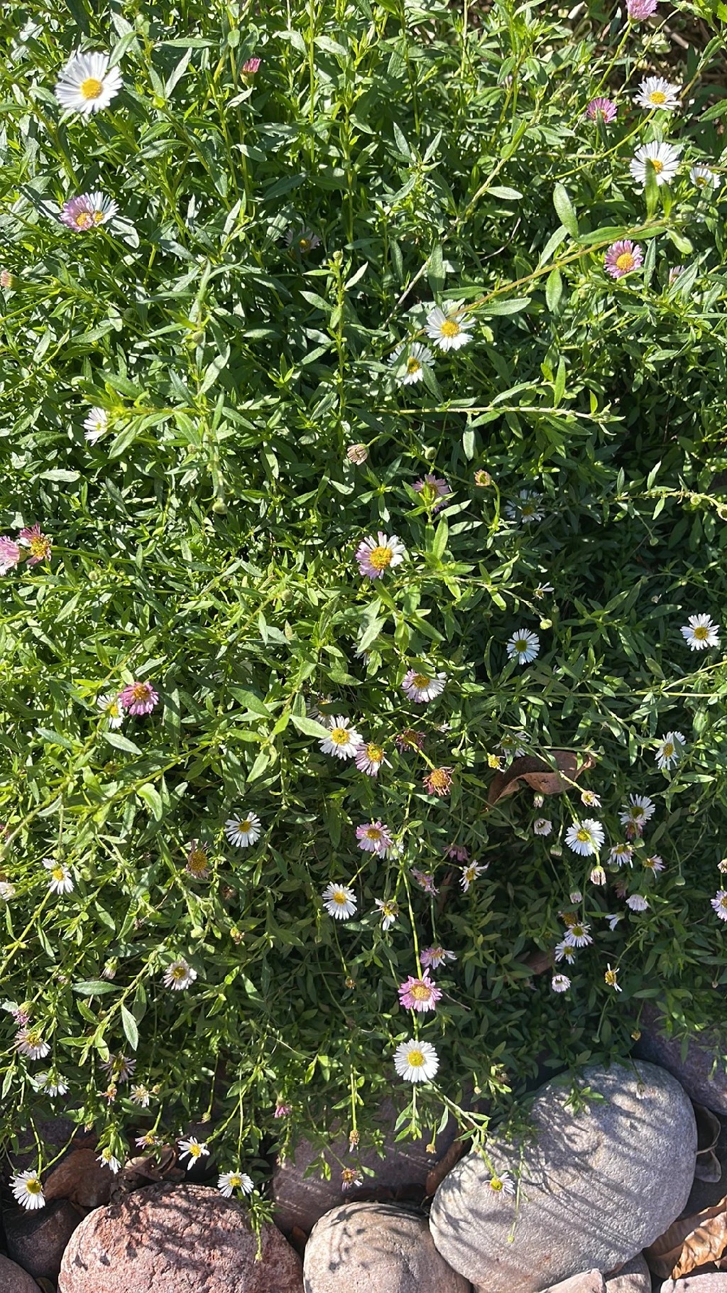 シオン（紫苑）の花言葉とその魅力：歴史と文化を辿る