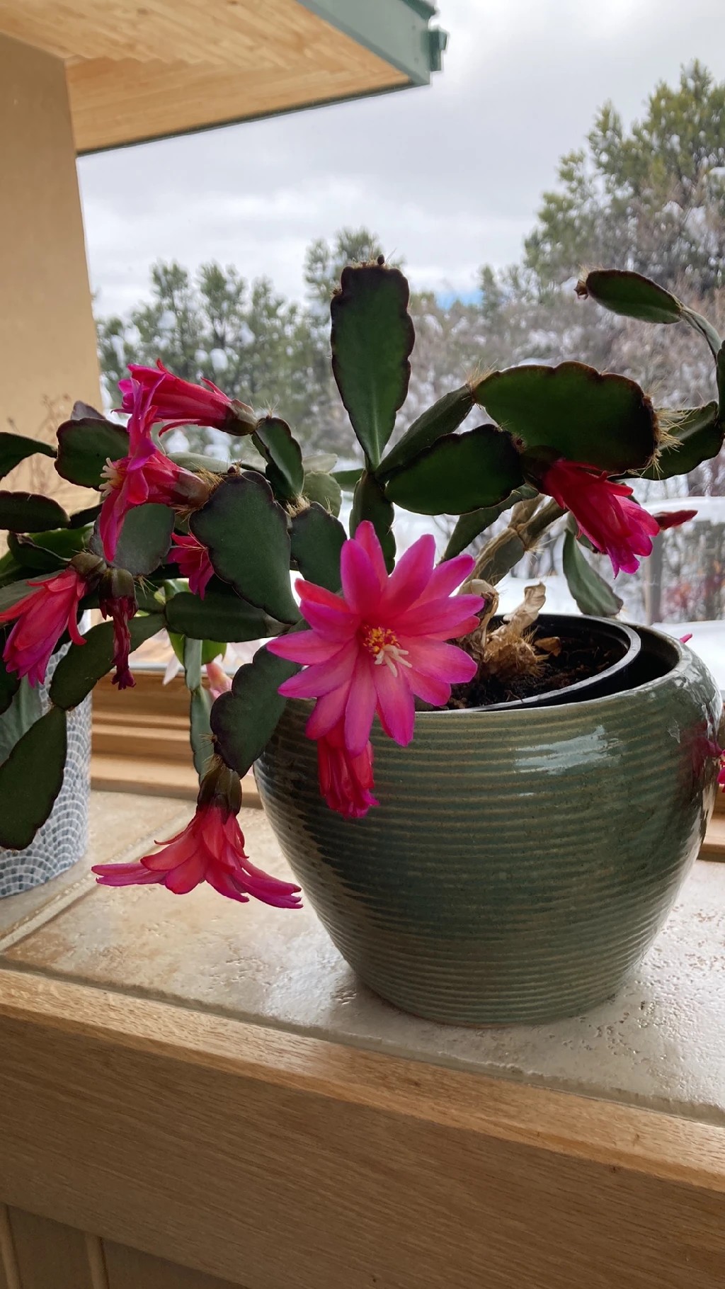 Discover the Beauty and Symbolism of the Easter Cactus