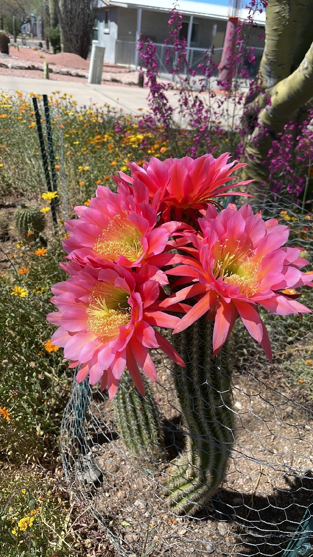 ディソカクツス・アッケルマンニイの花言葉とその魅力