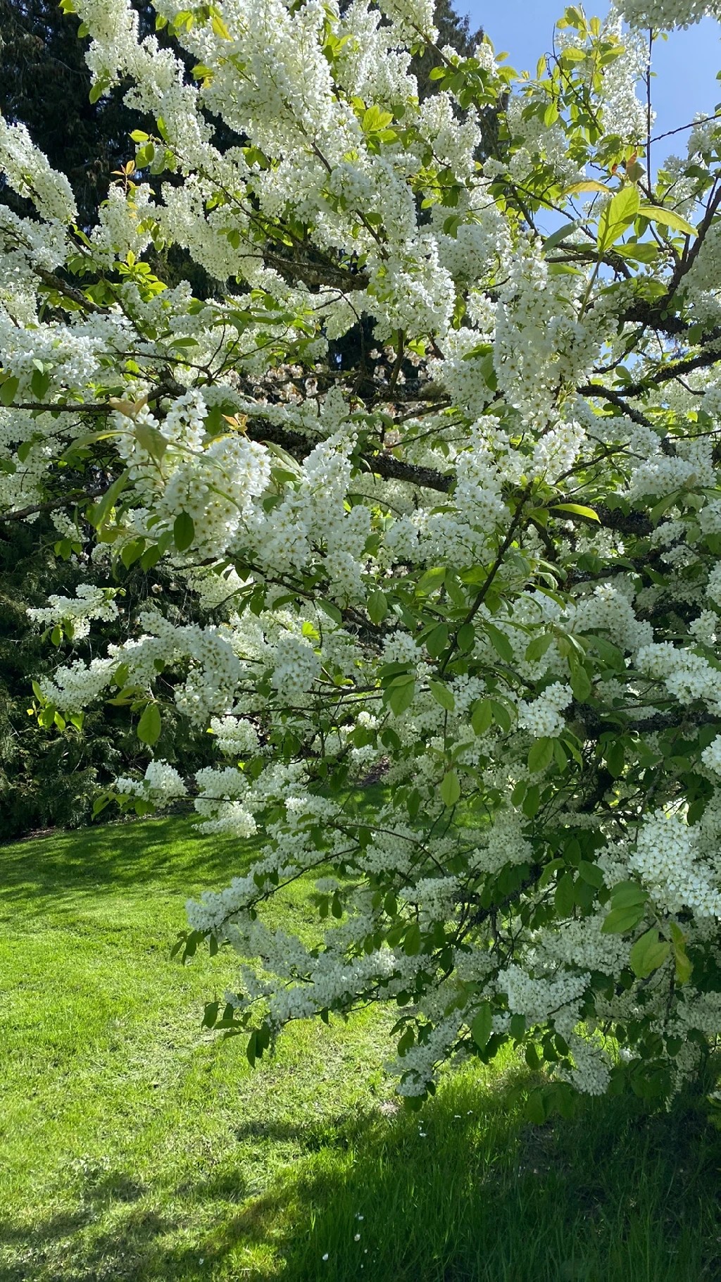 エゾノウワミズザクラ（蝦夷上溝桜）の魅力と花言葉