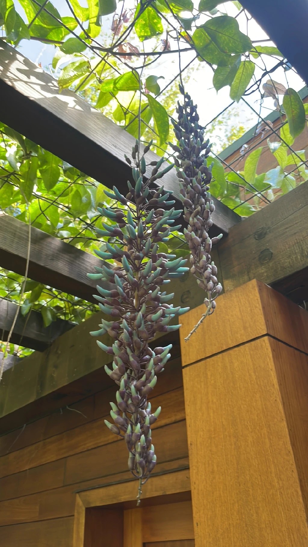 ヒスイカズラ（翡翠葛）の言語と花言葉：充実した魅力を解説