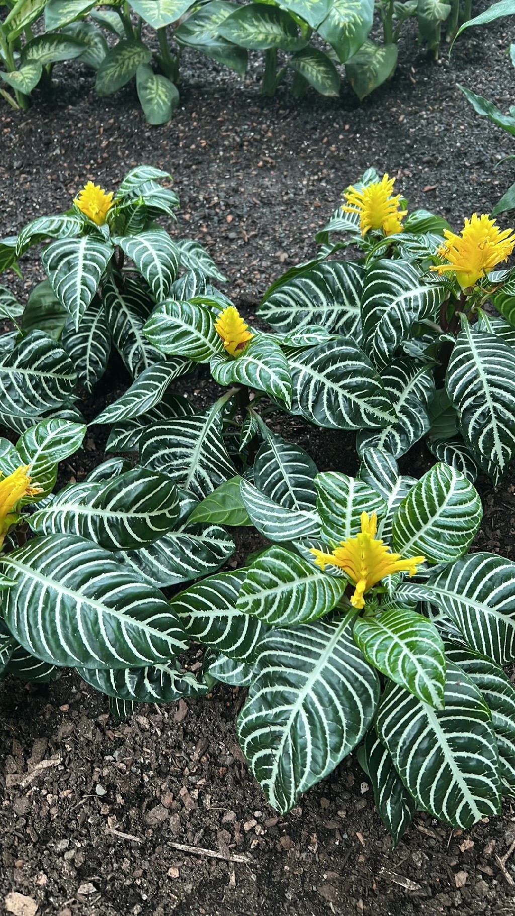 アフェランドラ・スクアロサの花言葉と魅力を解説