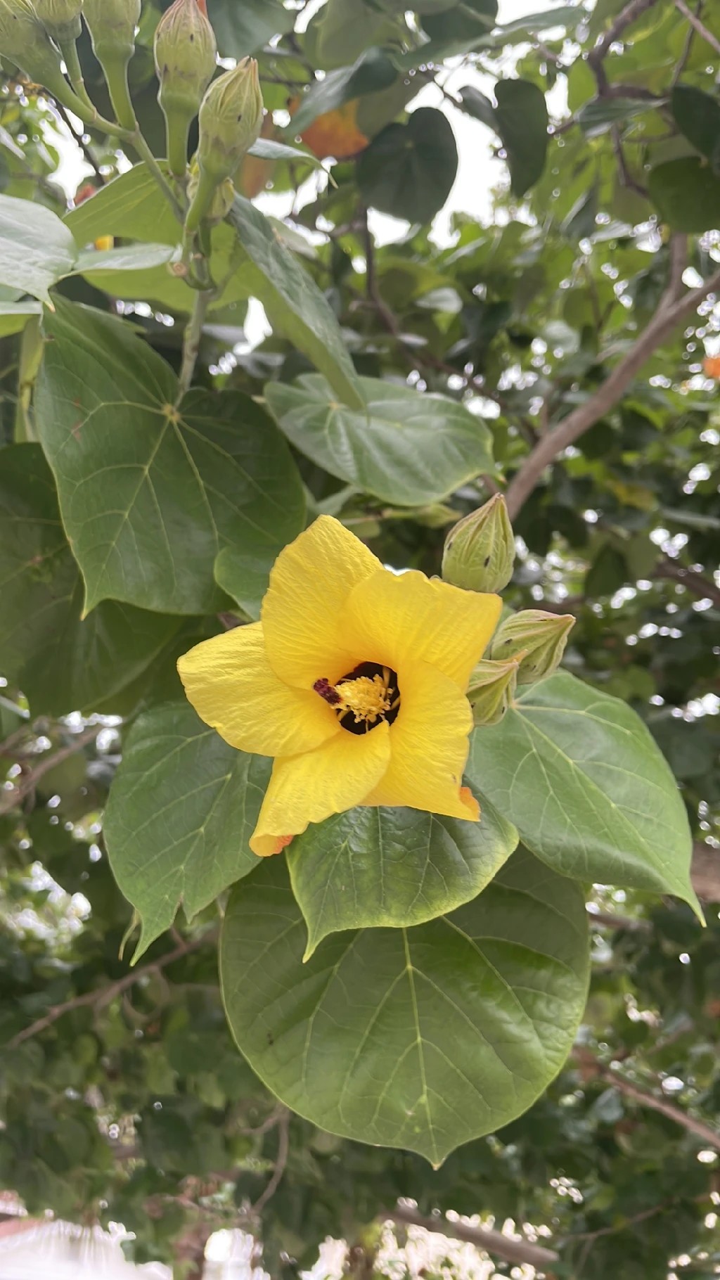 オオハマボウ（大浜朴）の魅力とその花言葉：知っておくべきポイント