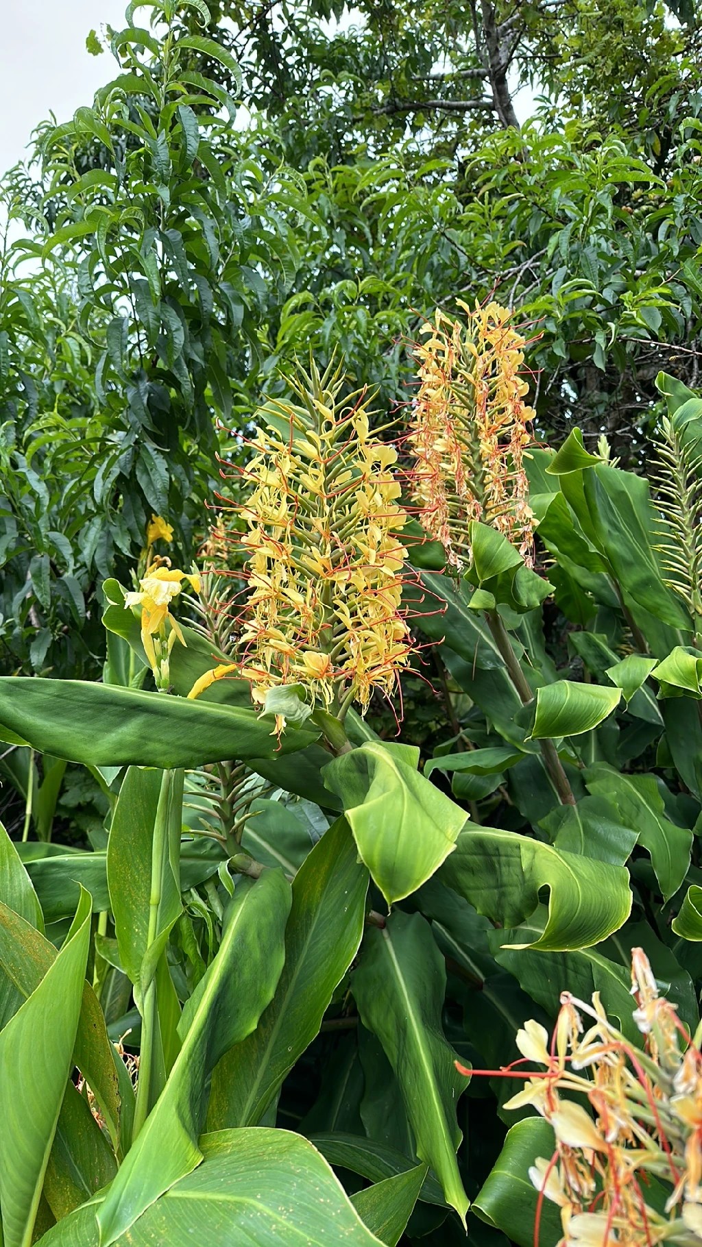 Ghirlanda-giglio Bianco, Coronari Bianco Di Hedychium Del Fiore Del Giglio Dello Zenzero 82178844 Ghirlanda-giglio Bianco, Coronari Bianco Di Hedychium Del Fiore Del Giglio Dello Zenzero 82178844