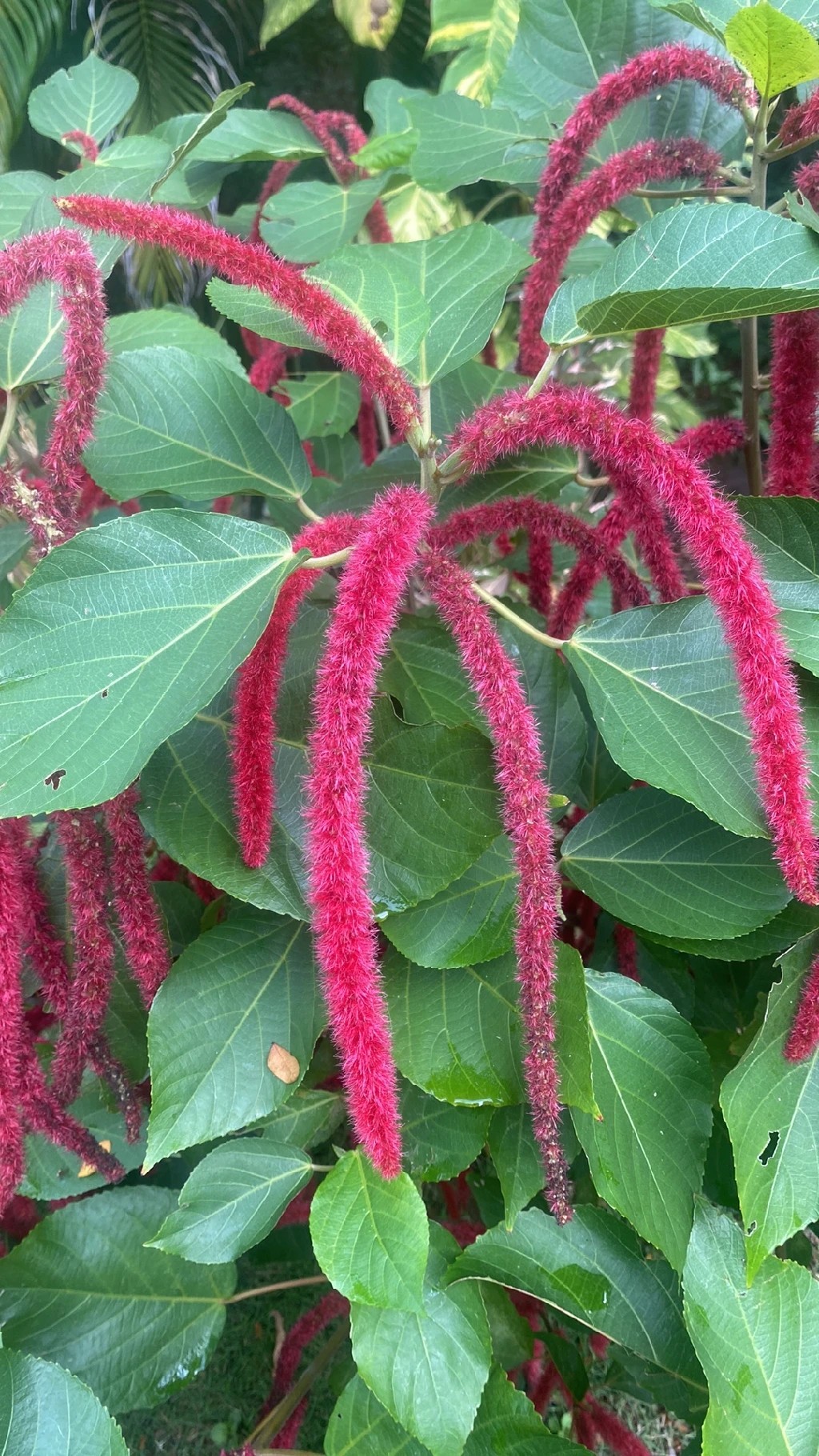ベニヒモノキ（紅紐の木）の花言葉とその意味と文化的な背景