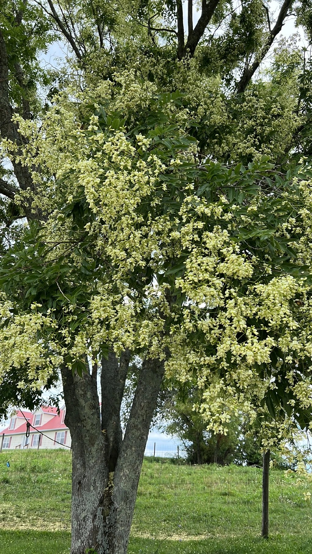 Pagoda Tree Chinese Name