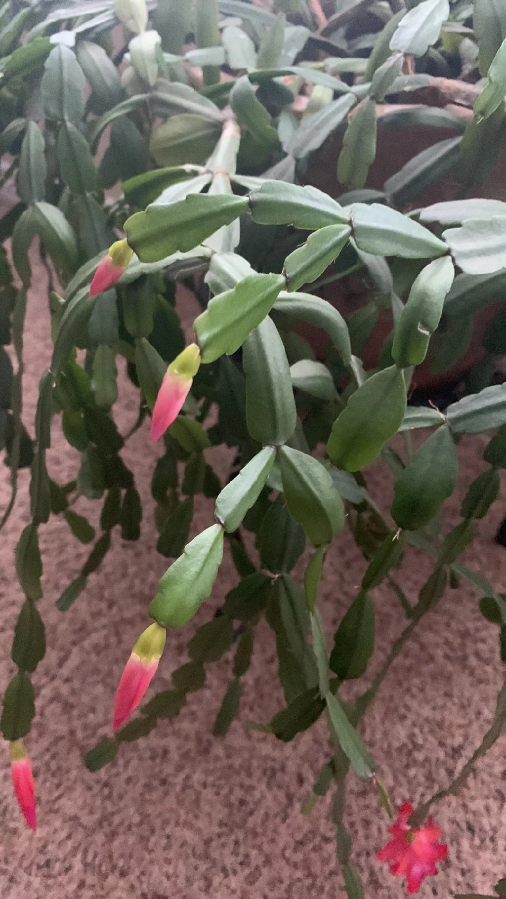 Understanding the Language and Meaning of the Christmas Cactus Flower