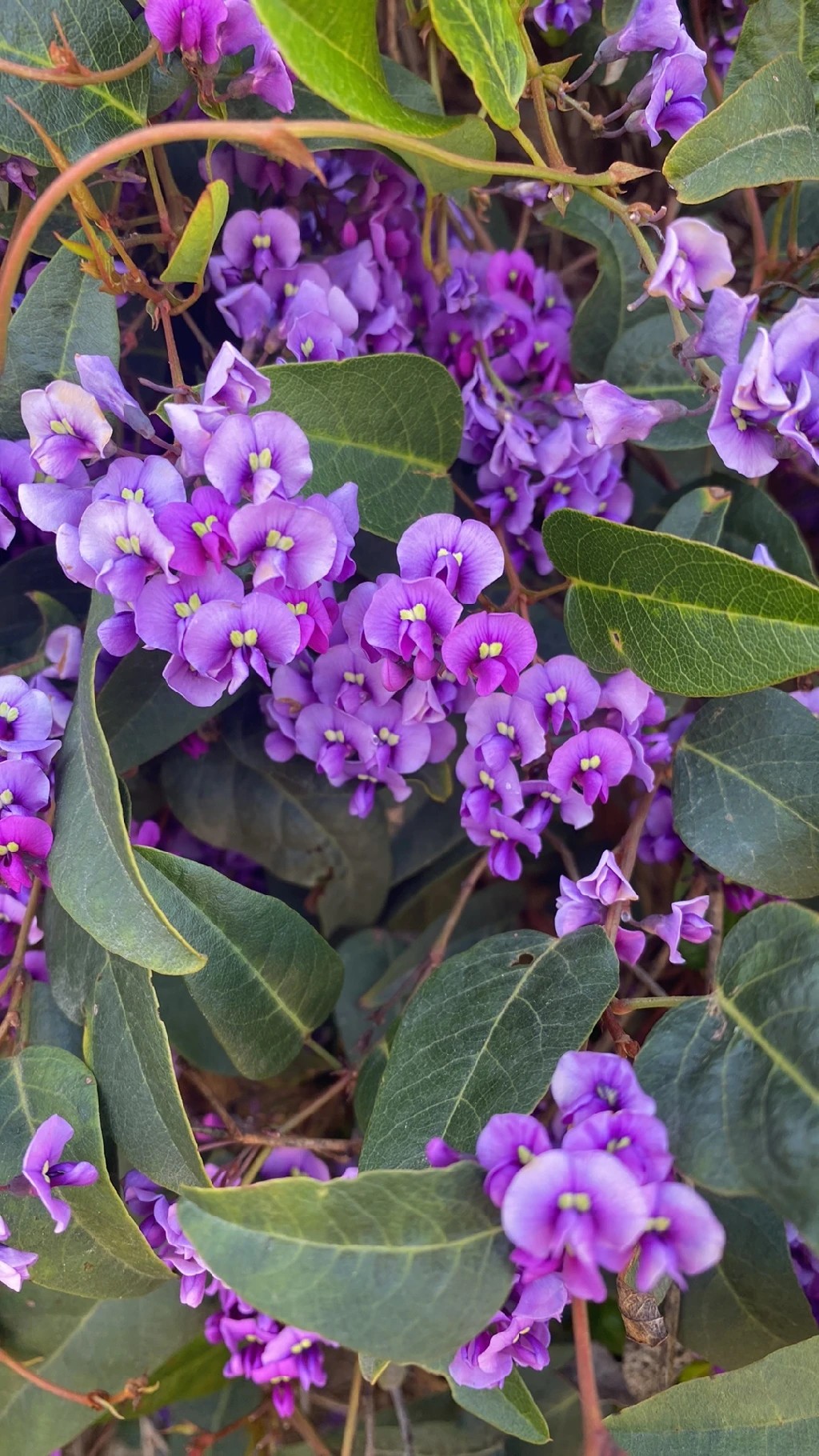 タイワンクズ（台湾葛）の花言葉と歴史的背景：美しくも神秘的な花の世界