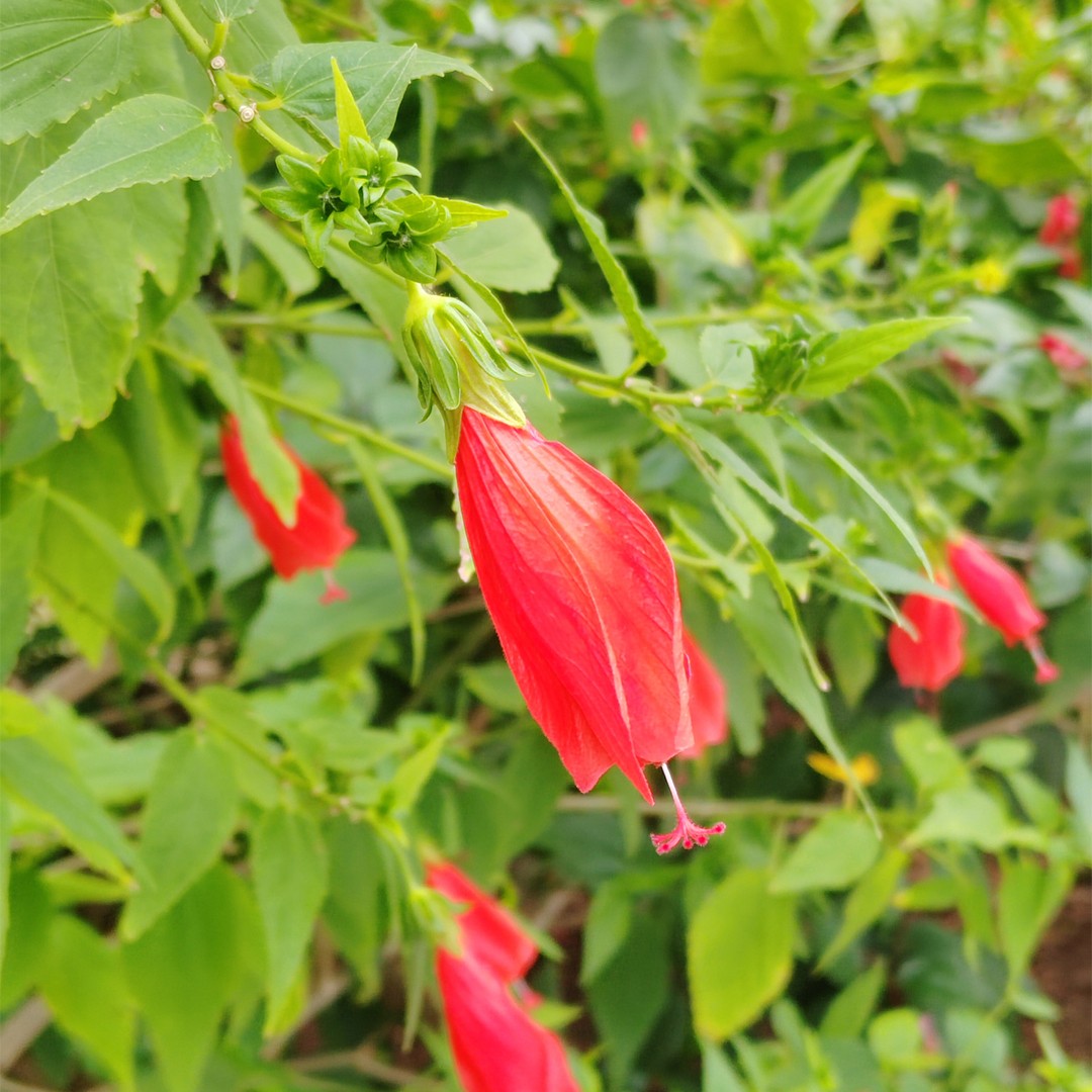 Malvaviscus penduliflorus PictureThis
