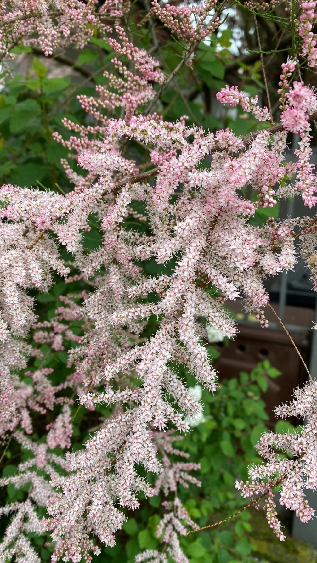 Understanding the Cultural Significance and Symbolism of French Tamarisk