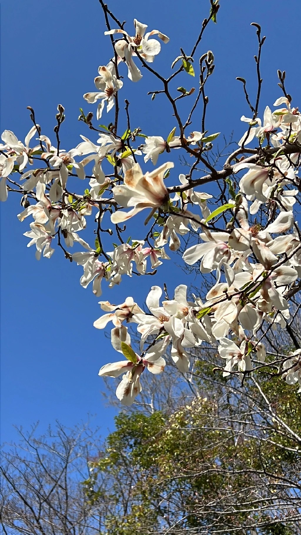 こぶし の 花
