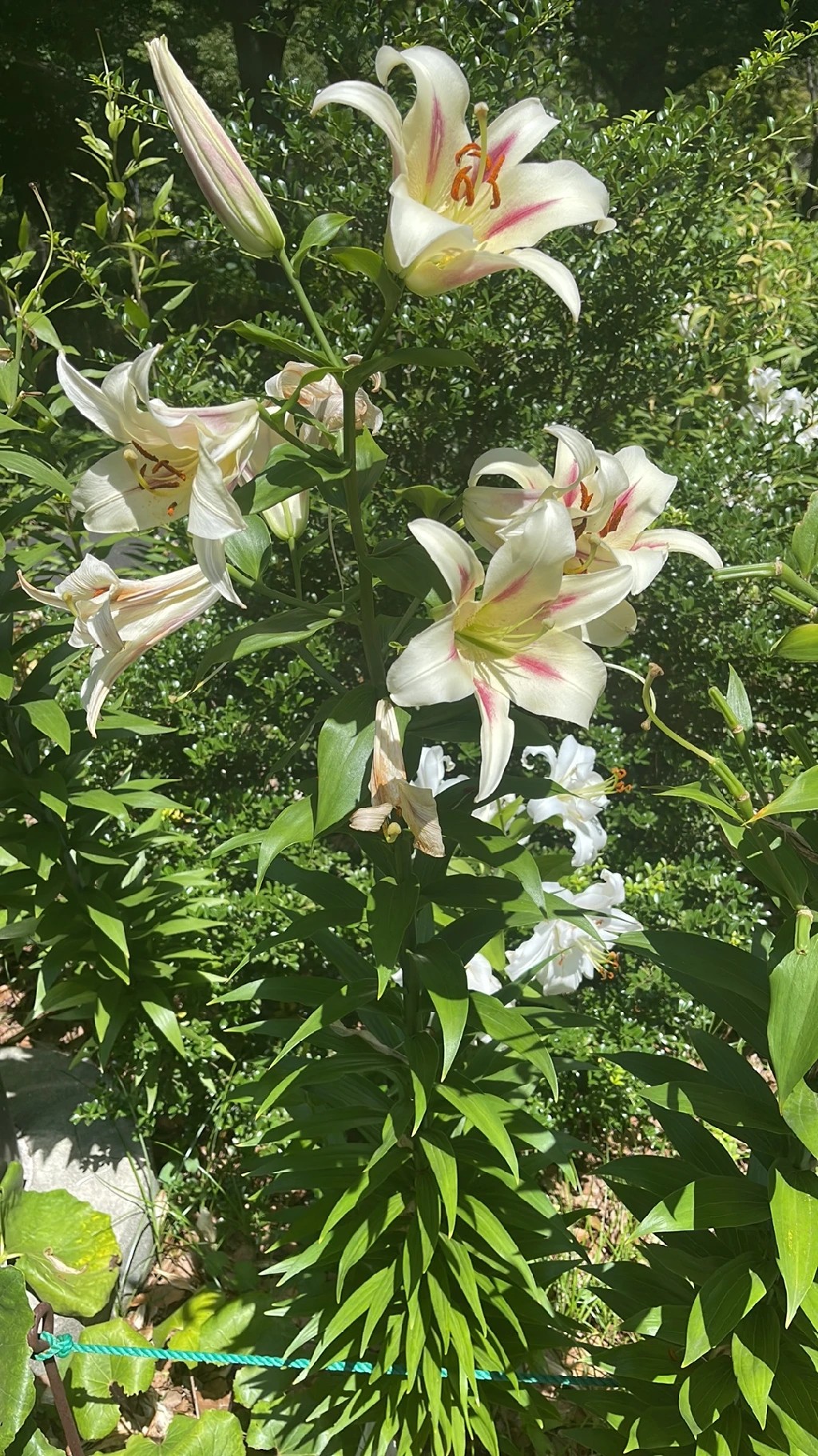 タカサゴユリ（高砂百合）の花言葉と歴史的・文化的な意義に迫る