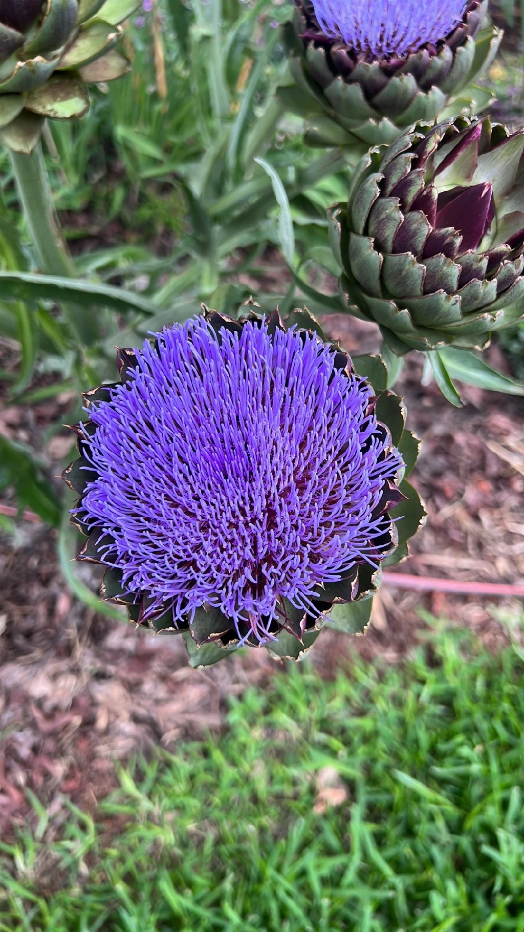 アーティチョークの花言葉と文化的な意義について徹底解説, image size:1024x1820