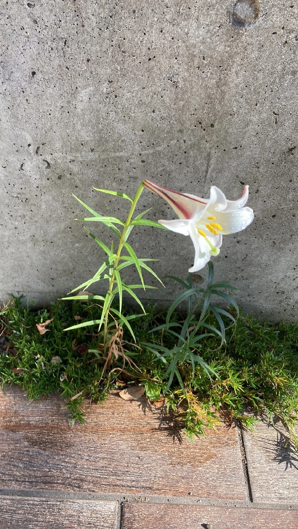 タカサゴユリ（高砂百合）の花言葉と歴史的・文化的な意義に迫る