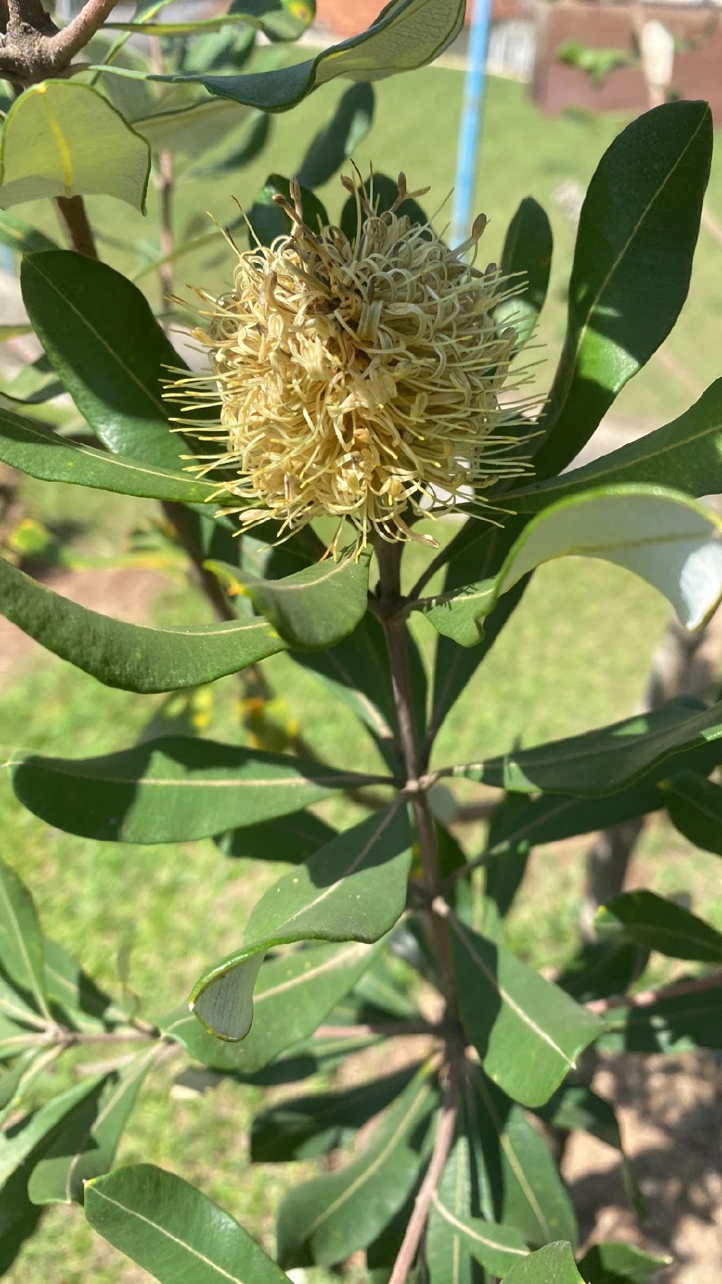 コースト・バンクシアの花言葉と文化的意義：詳しく解説