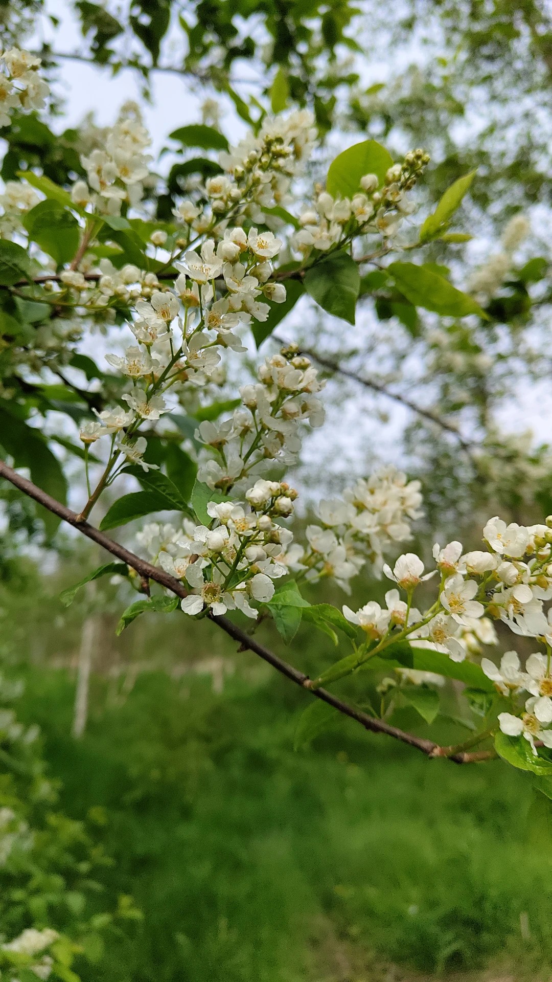 エゾノウワミズサクラ エゾノウワミズザクラ（蝦夷の上溝桜）の魅力とその意味